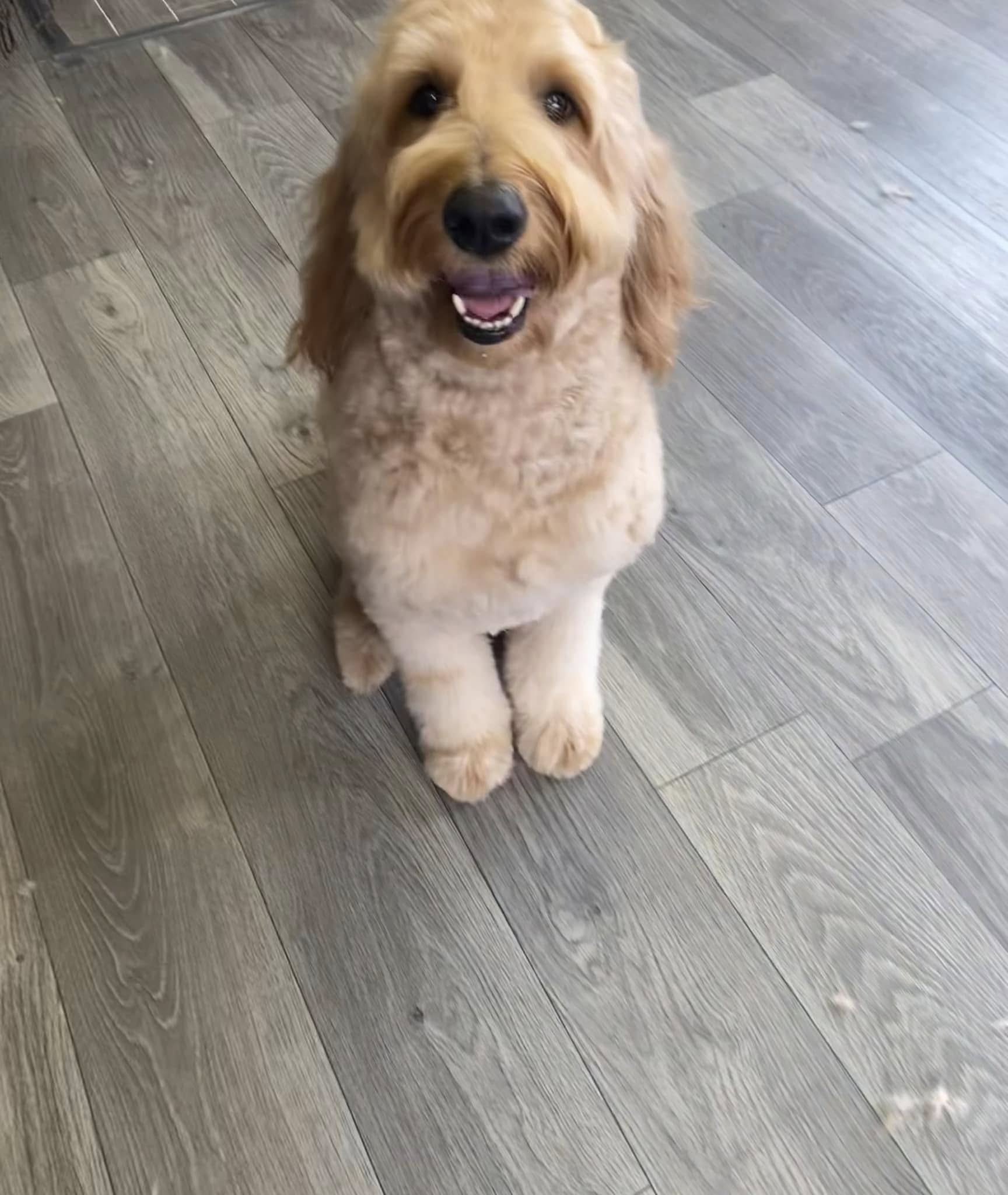 Palmetto Paws Pet Salon Sumter