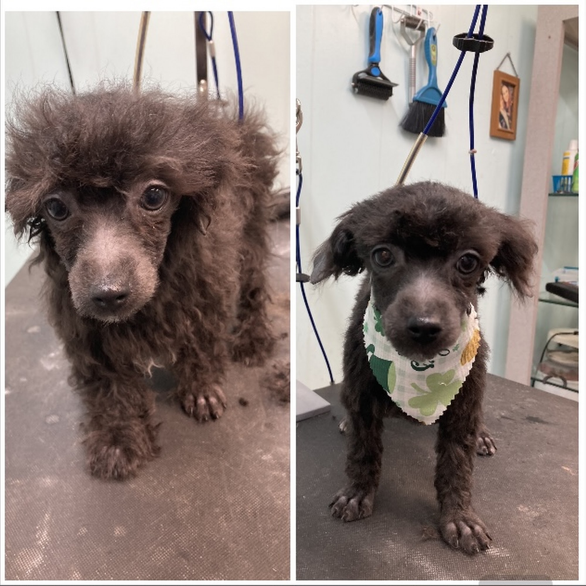 All About Dogs Grooming Salon Sumter