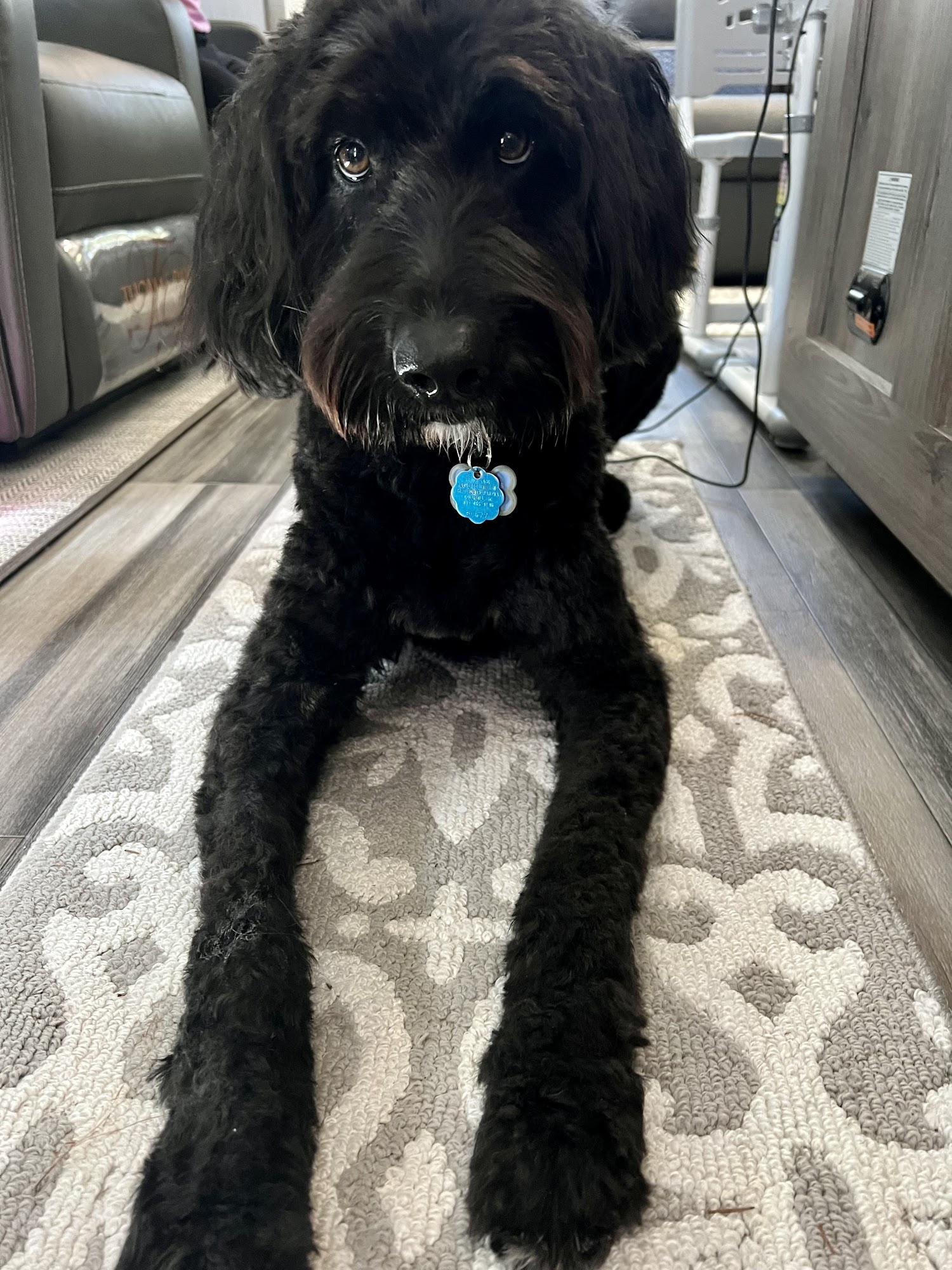 All About Dogs Grooming Salon Sumter