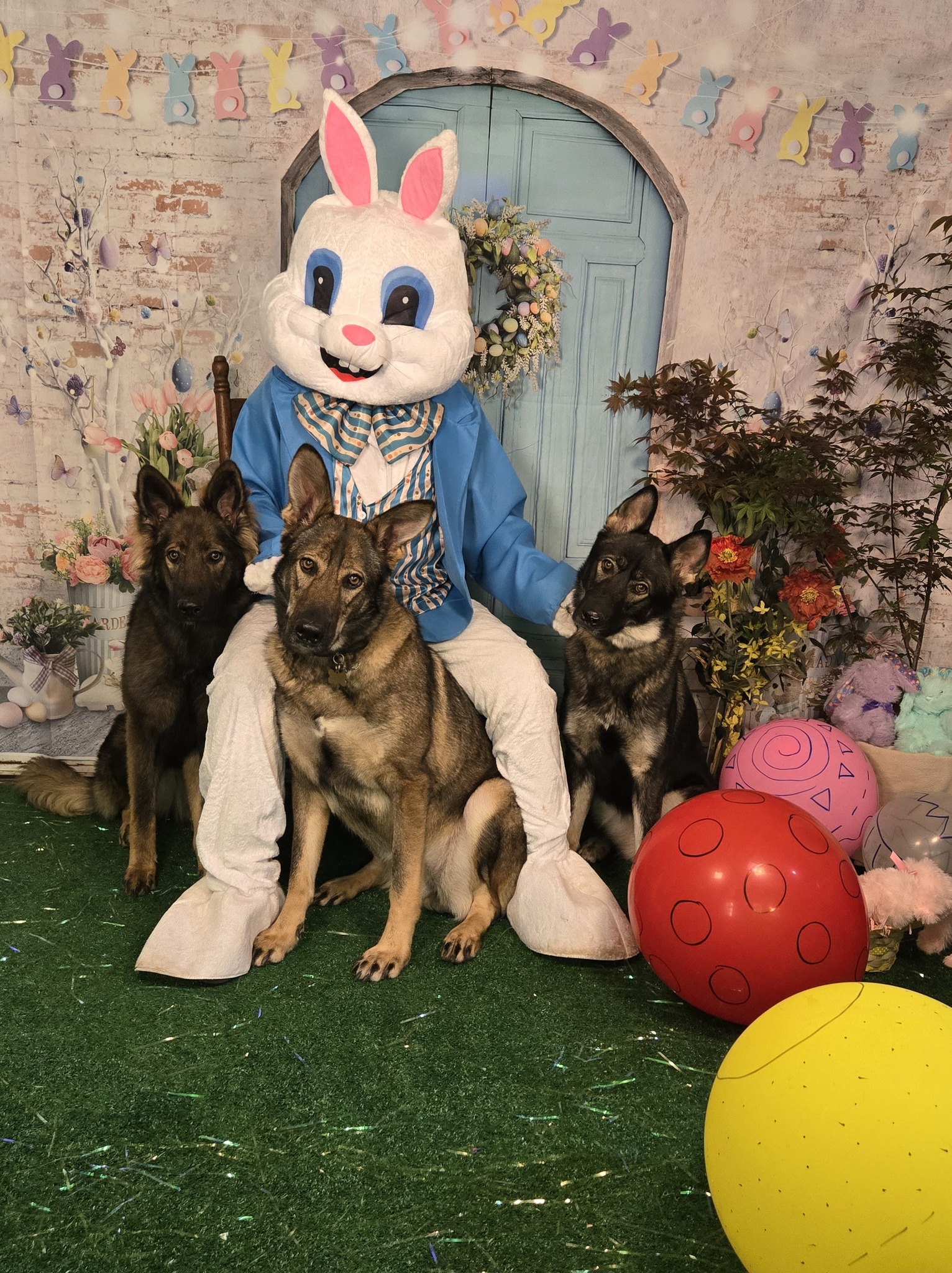 Lisa's Ark Pet Care Sumter