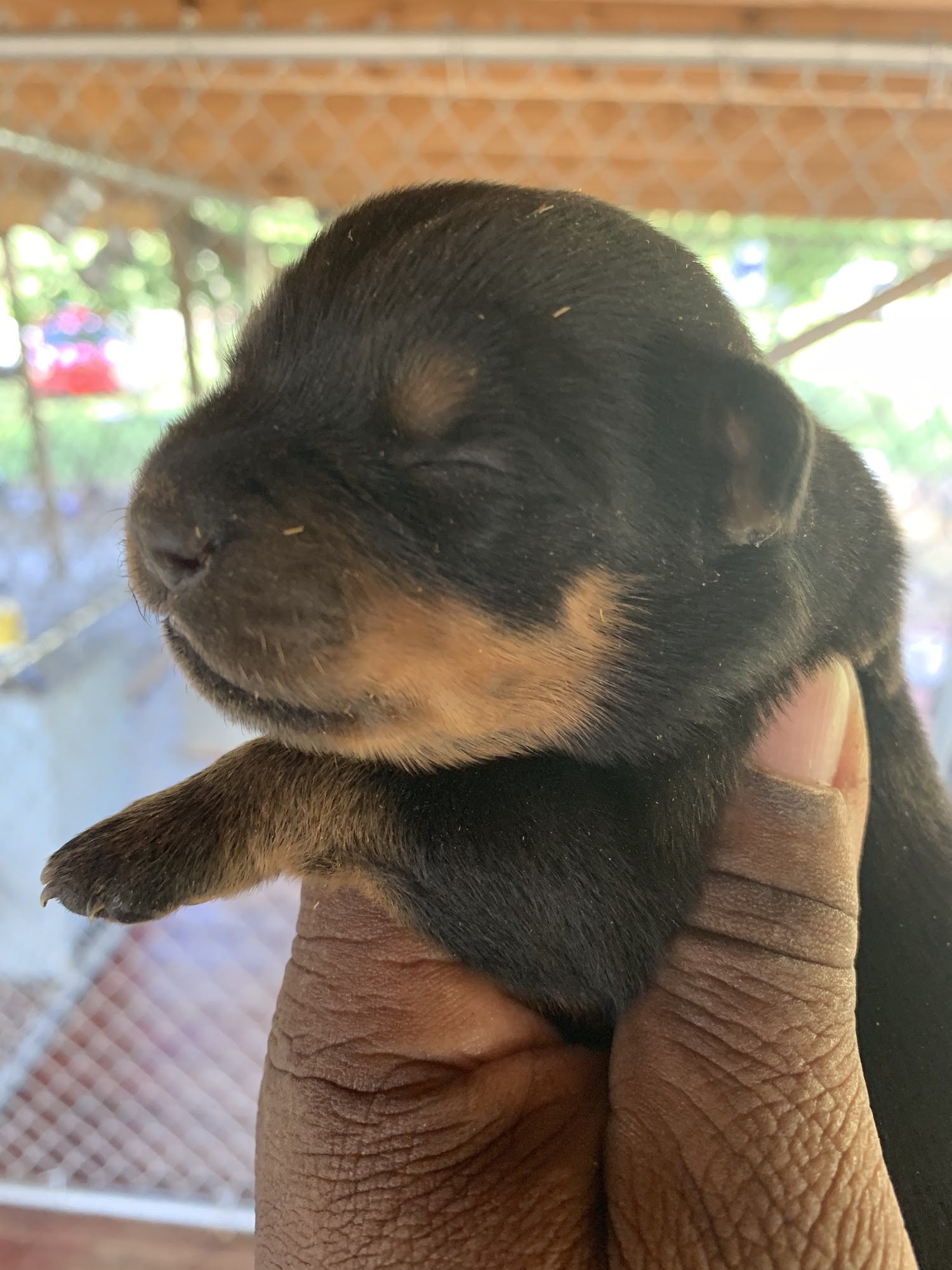 Ready For A Rottweiler Sumter