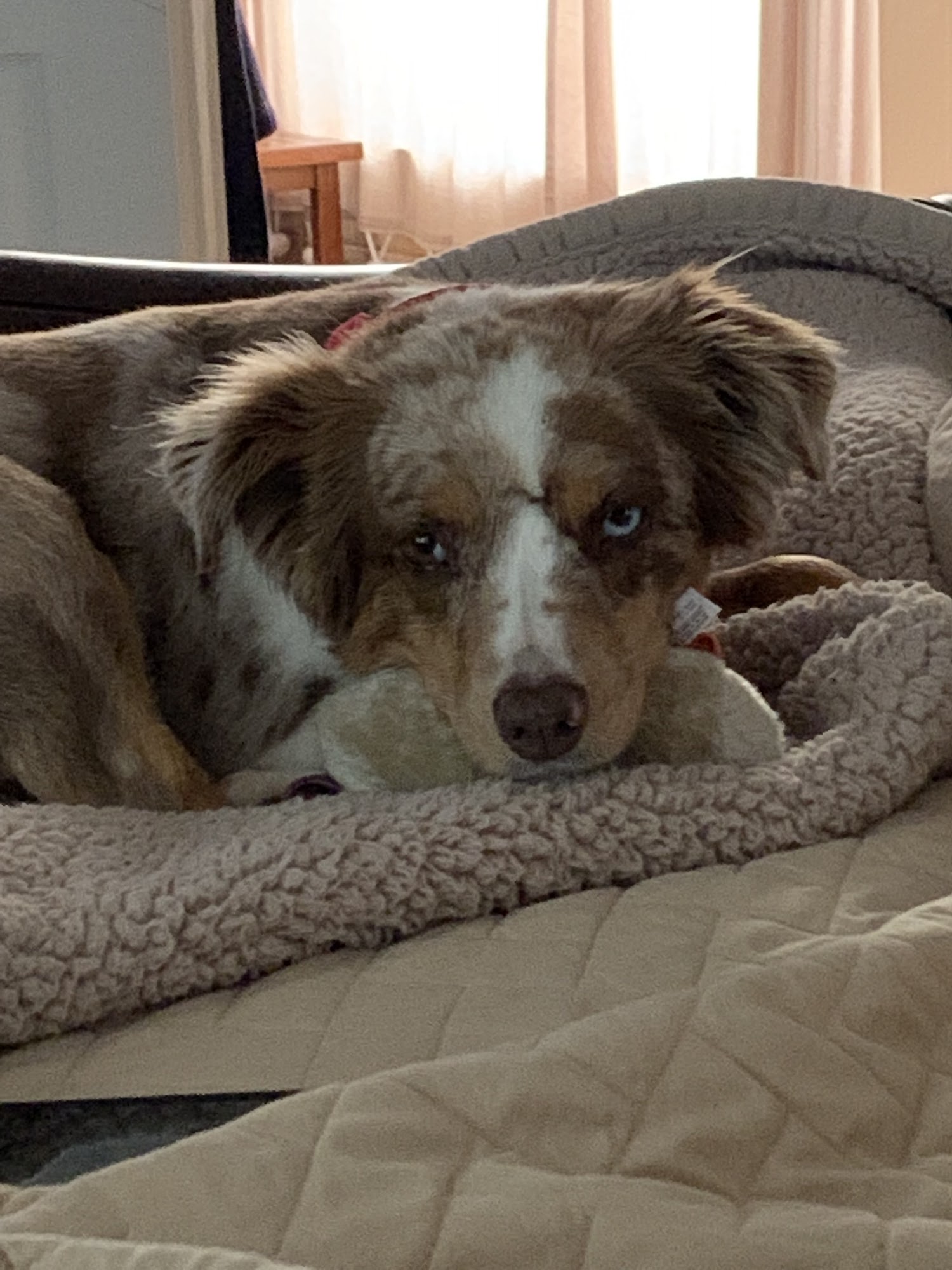 Bubbles & Fluff Surfside Beach