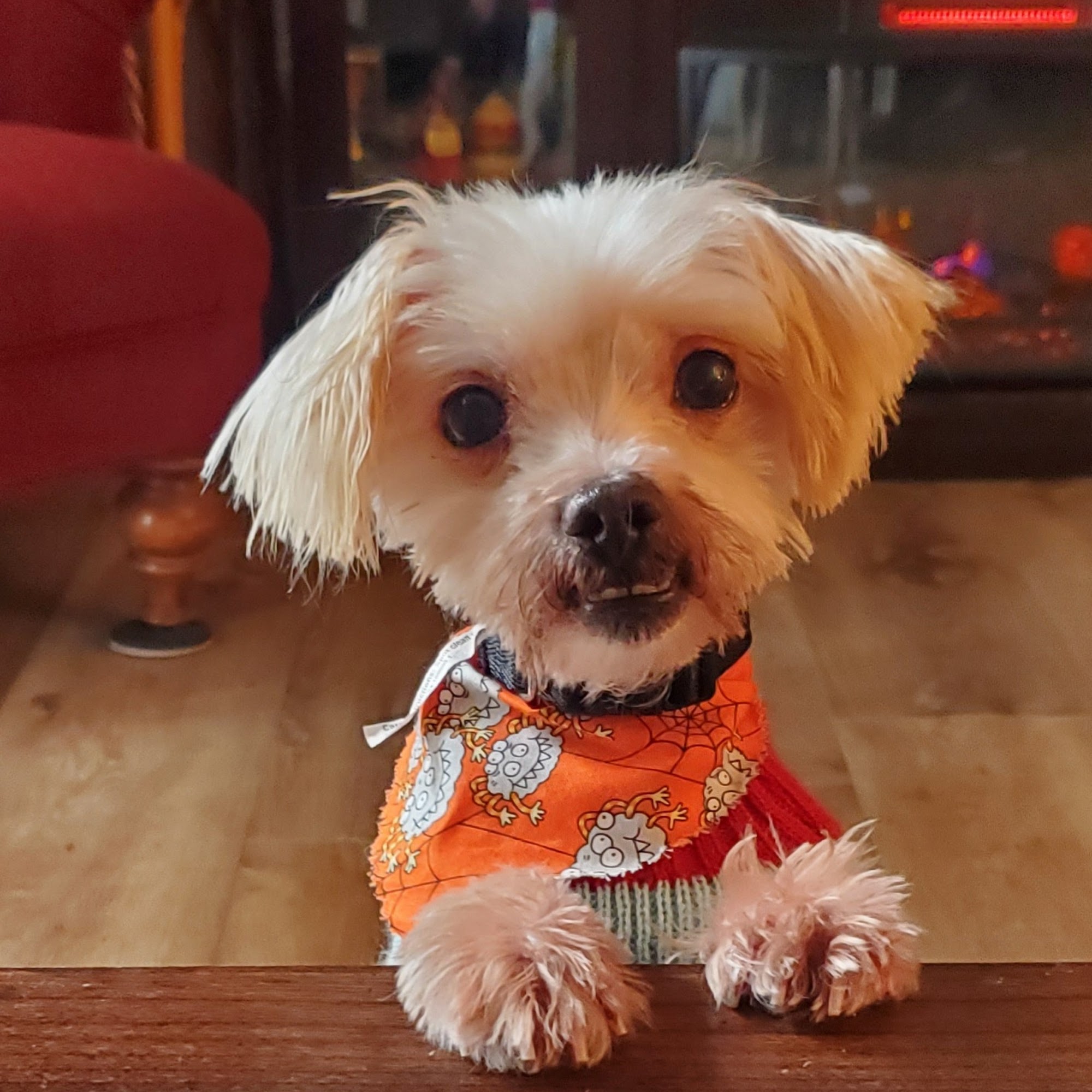 Bubbles & Fluff Surfside Beach