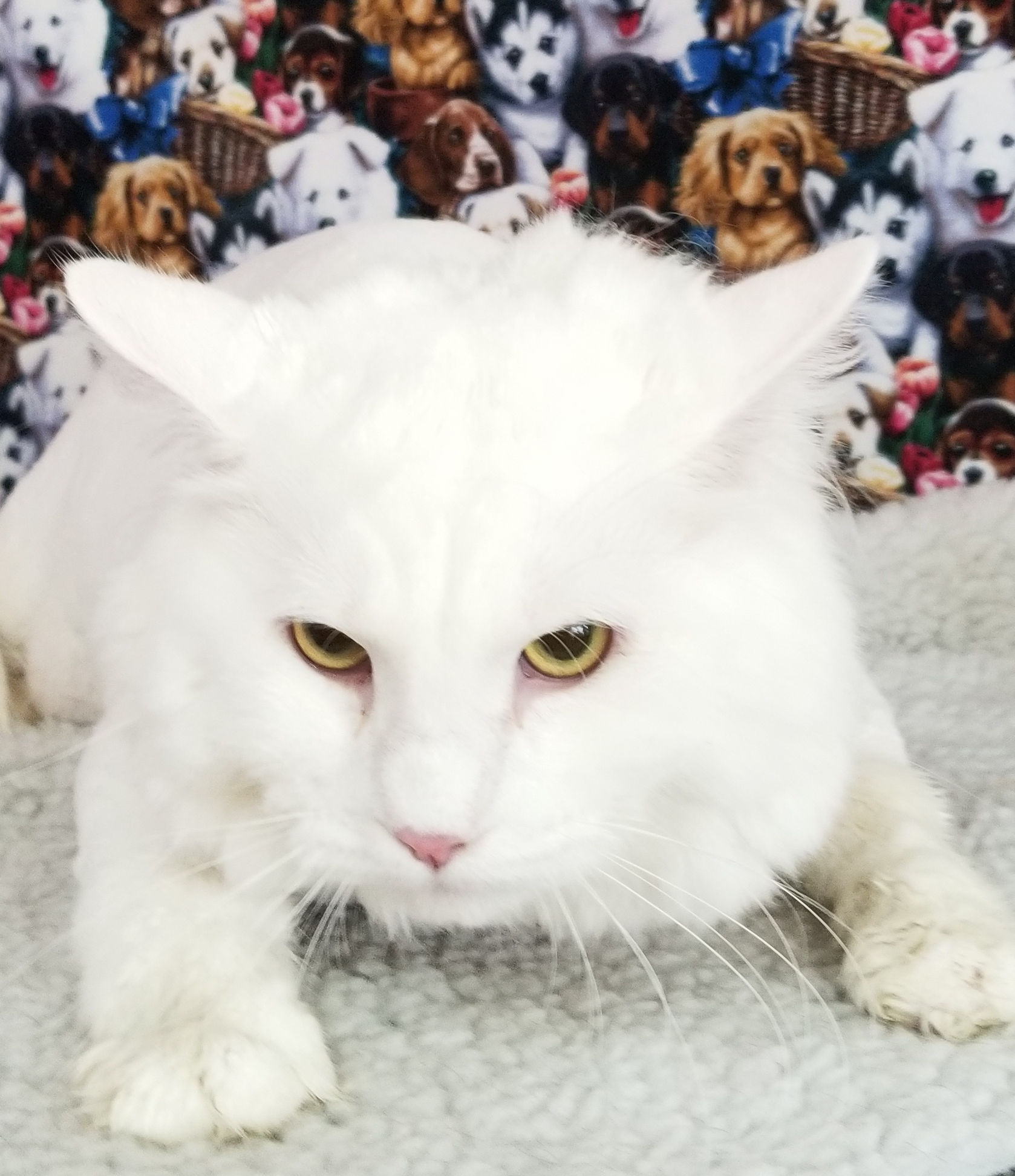 Suzette's Dog And Cat Grooming Boarding And Daycare Surfside Beach