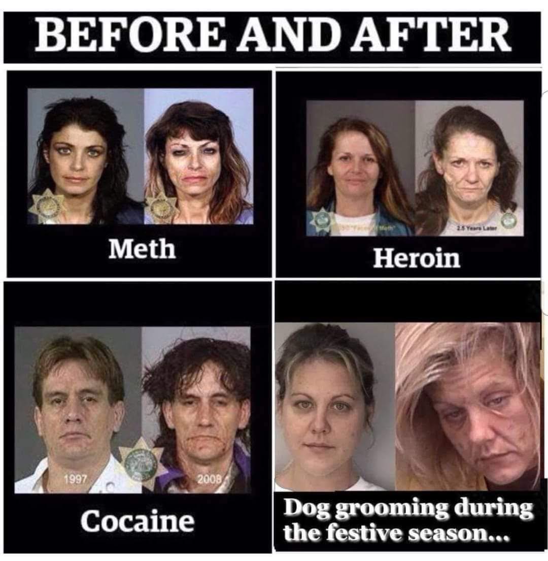 Pampered Pups Mobile Pet Grooming Taylors