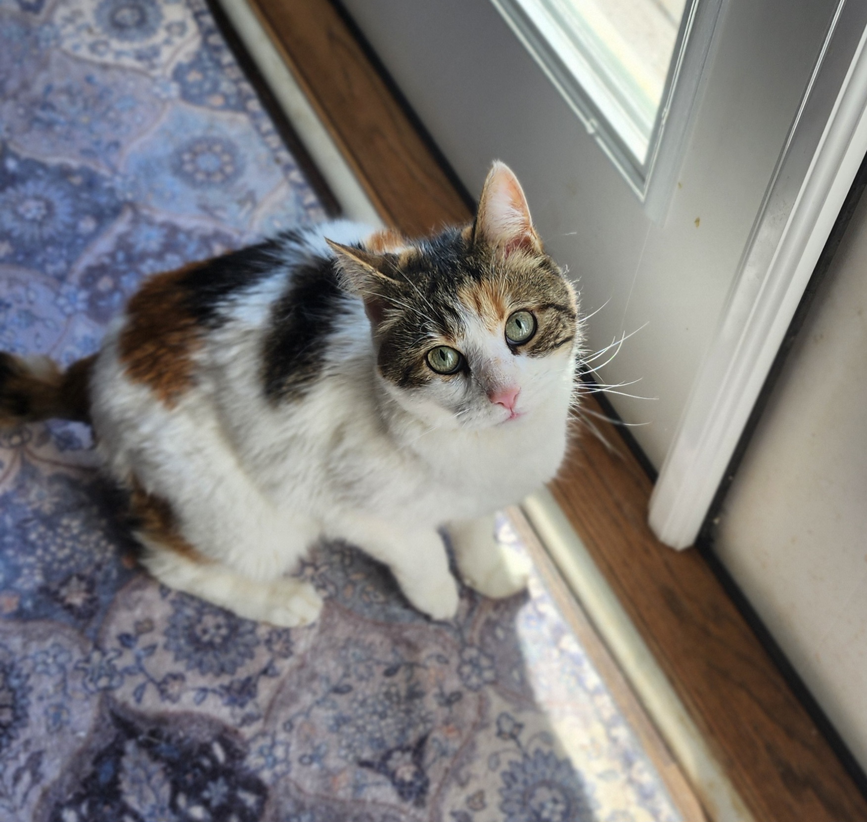 Valley Walk Animal Hospital Taylors