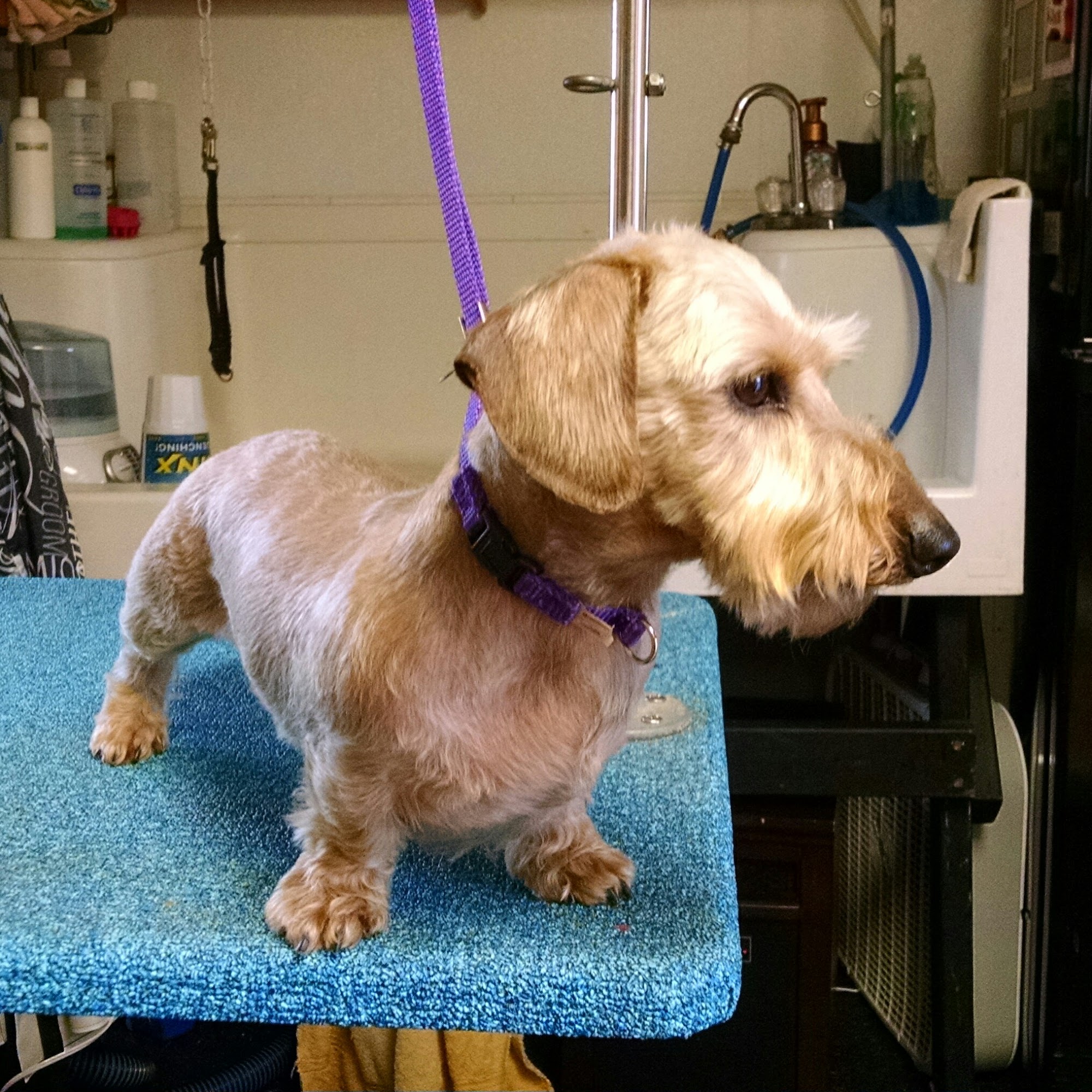 Grooming by Londa Taylors