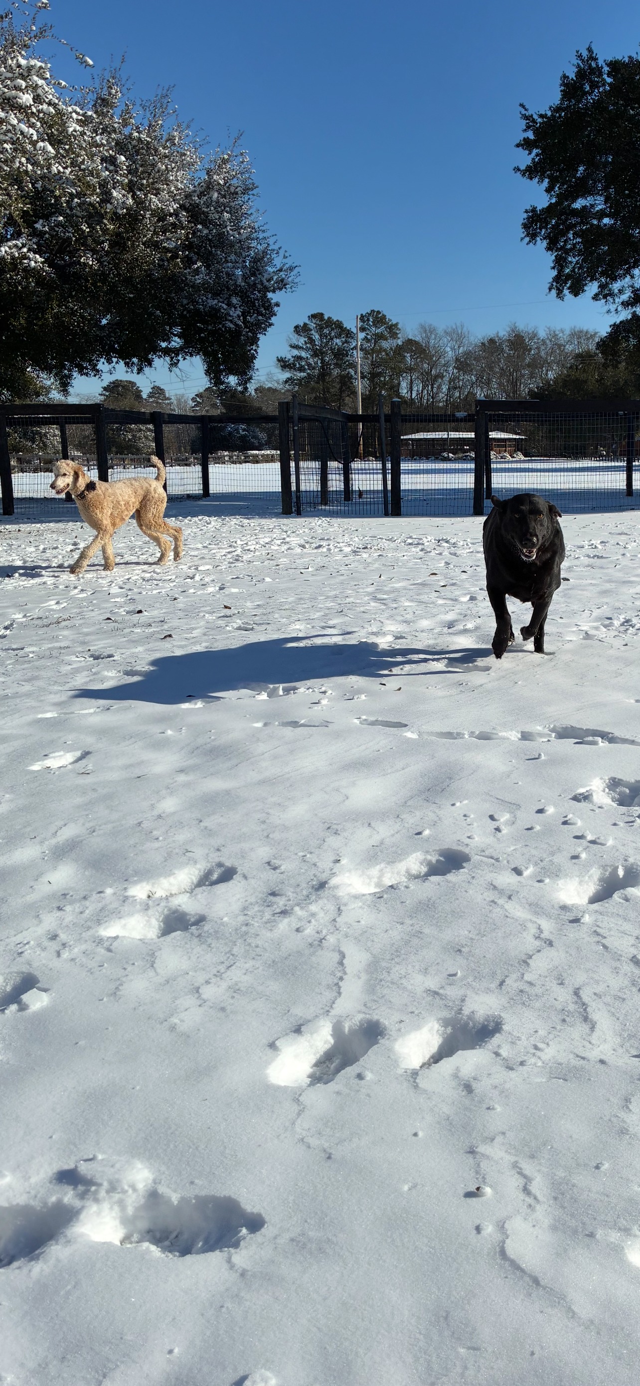 Glenview Farm Kennel Timmonsville