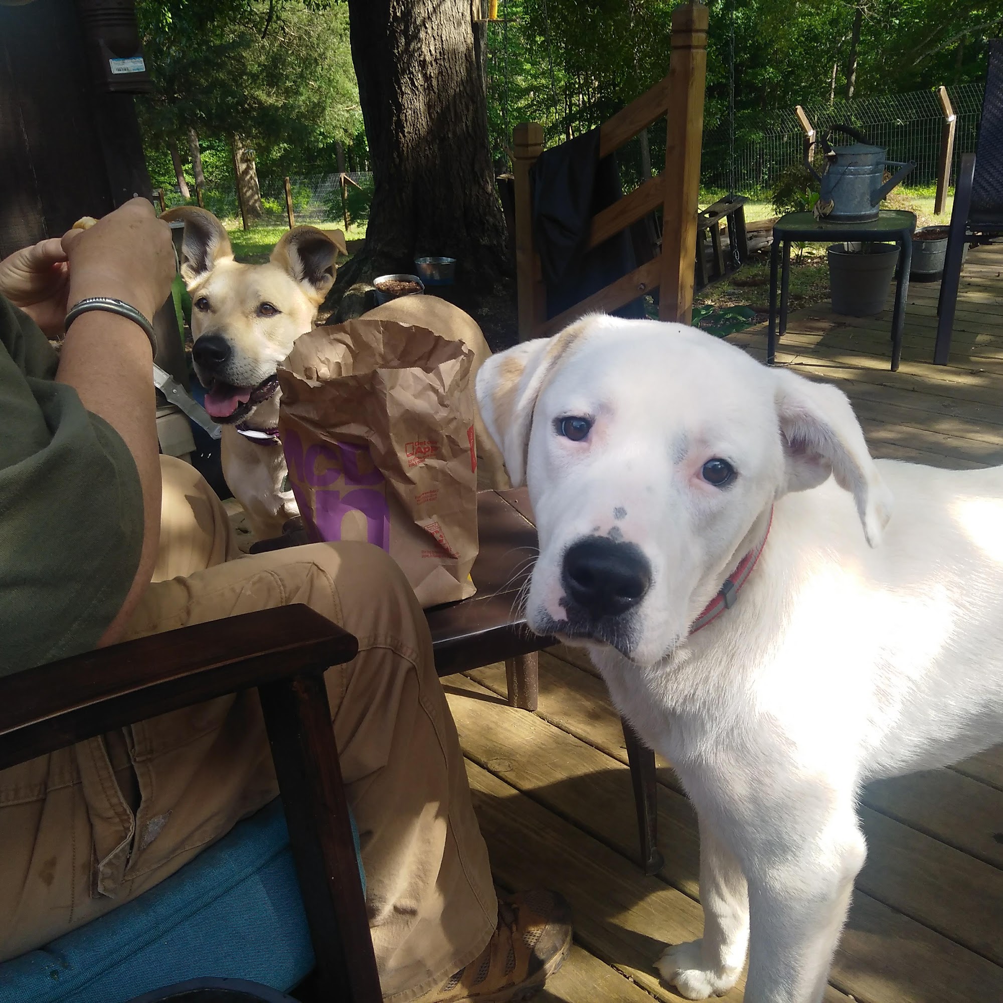 Happistance Complete Vet Care Townville