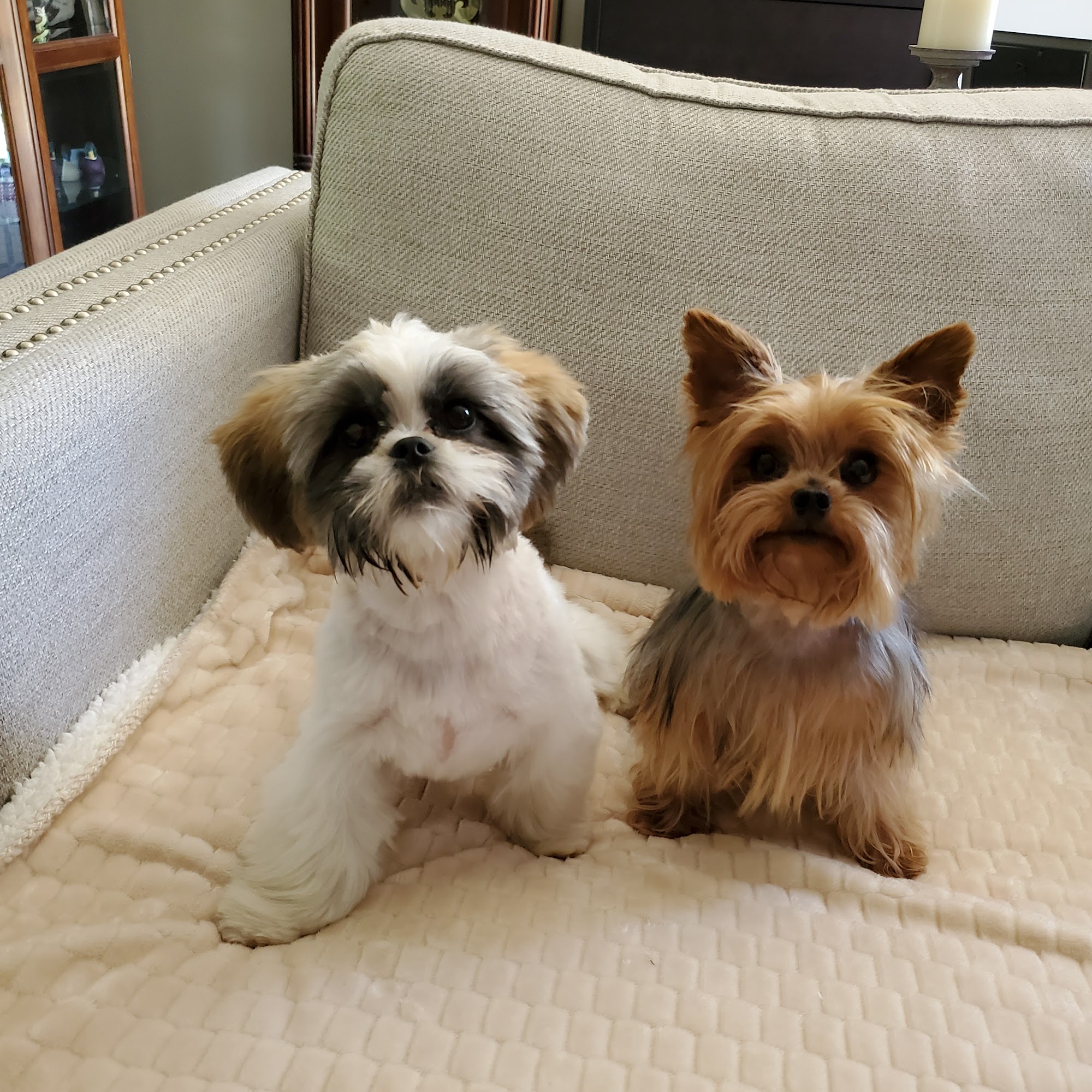 Royal Pet Salon Walterboro