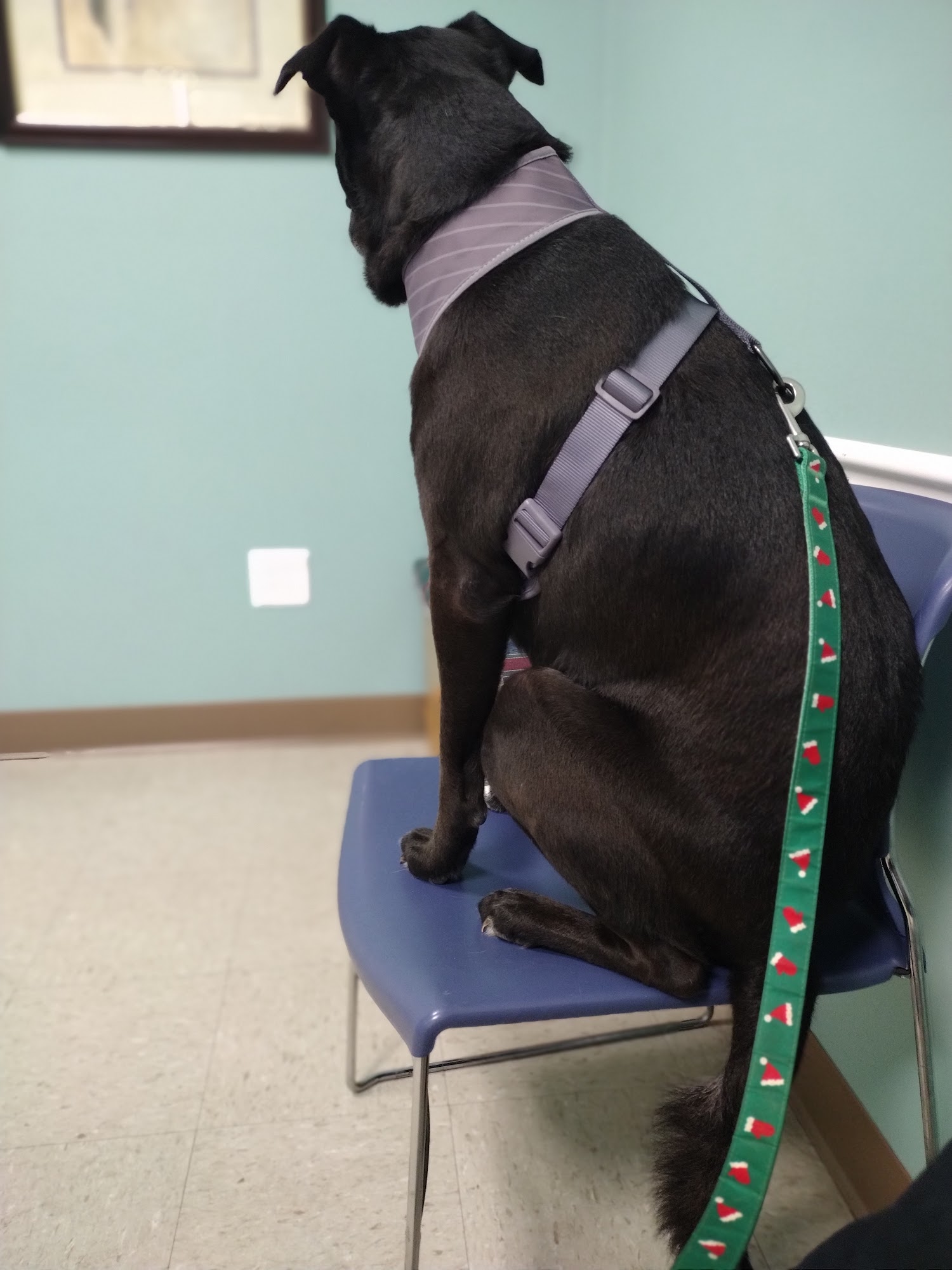 Shepherd's Care Veterinary Services, LLC Walterboro