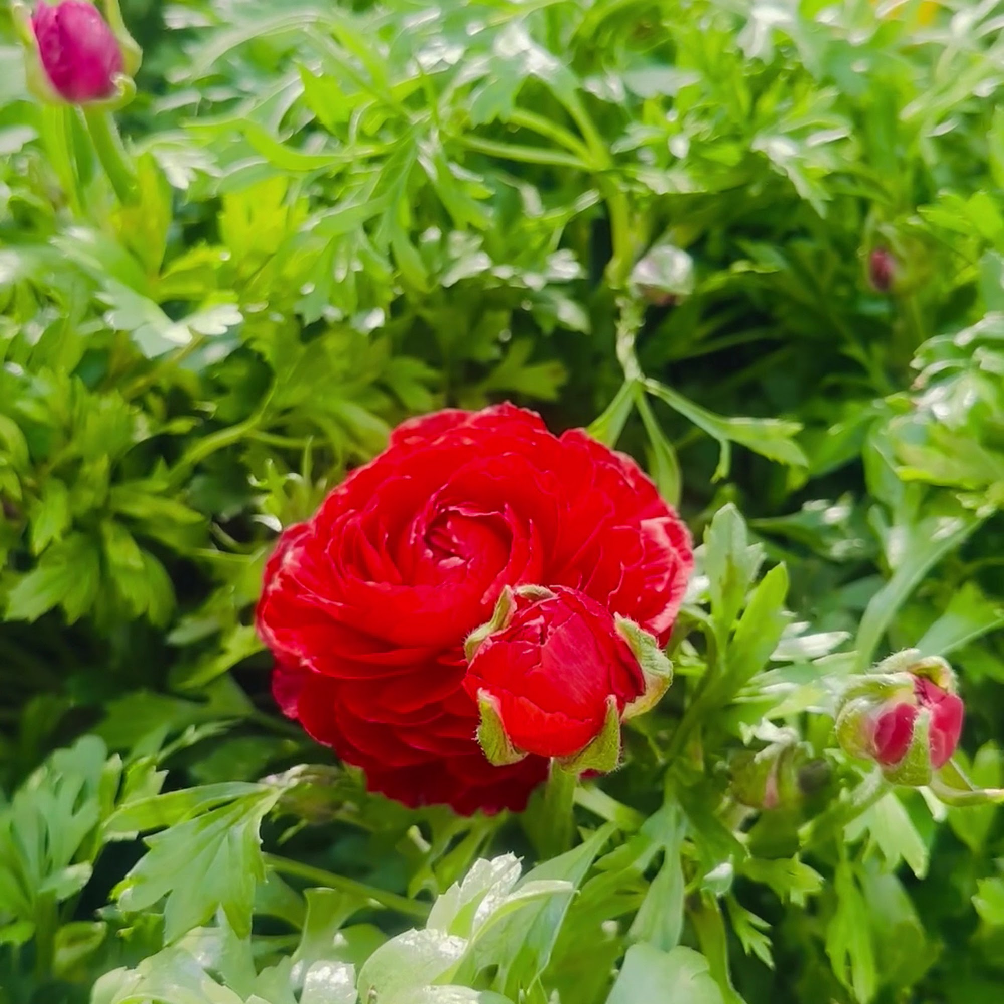 Walmart Garden Center Walterboro