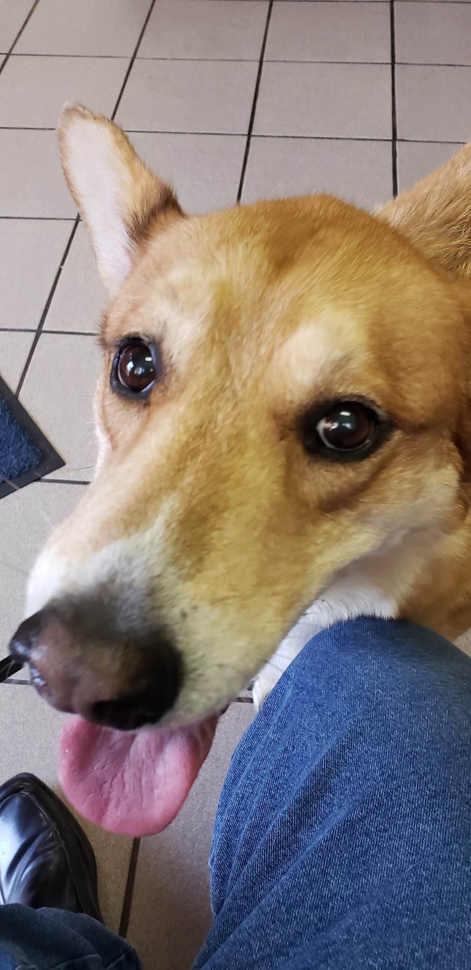 Sunset Animal Clinic West Columbia