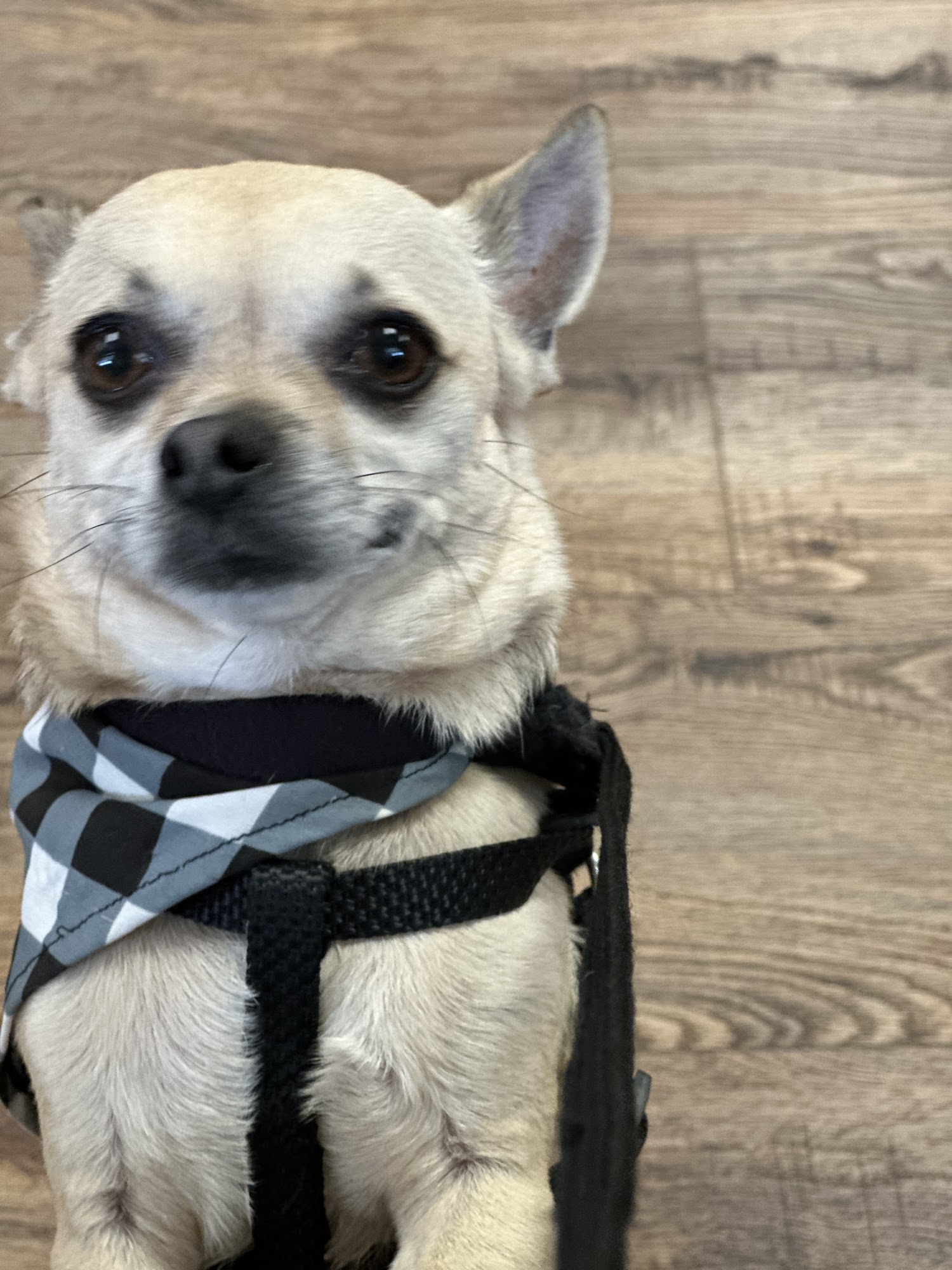 Platt Springs Road Animal Clinic West Columbia