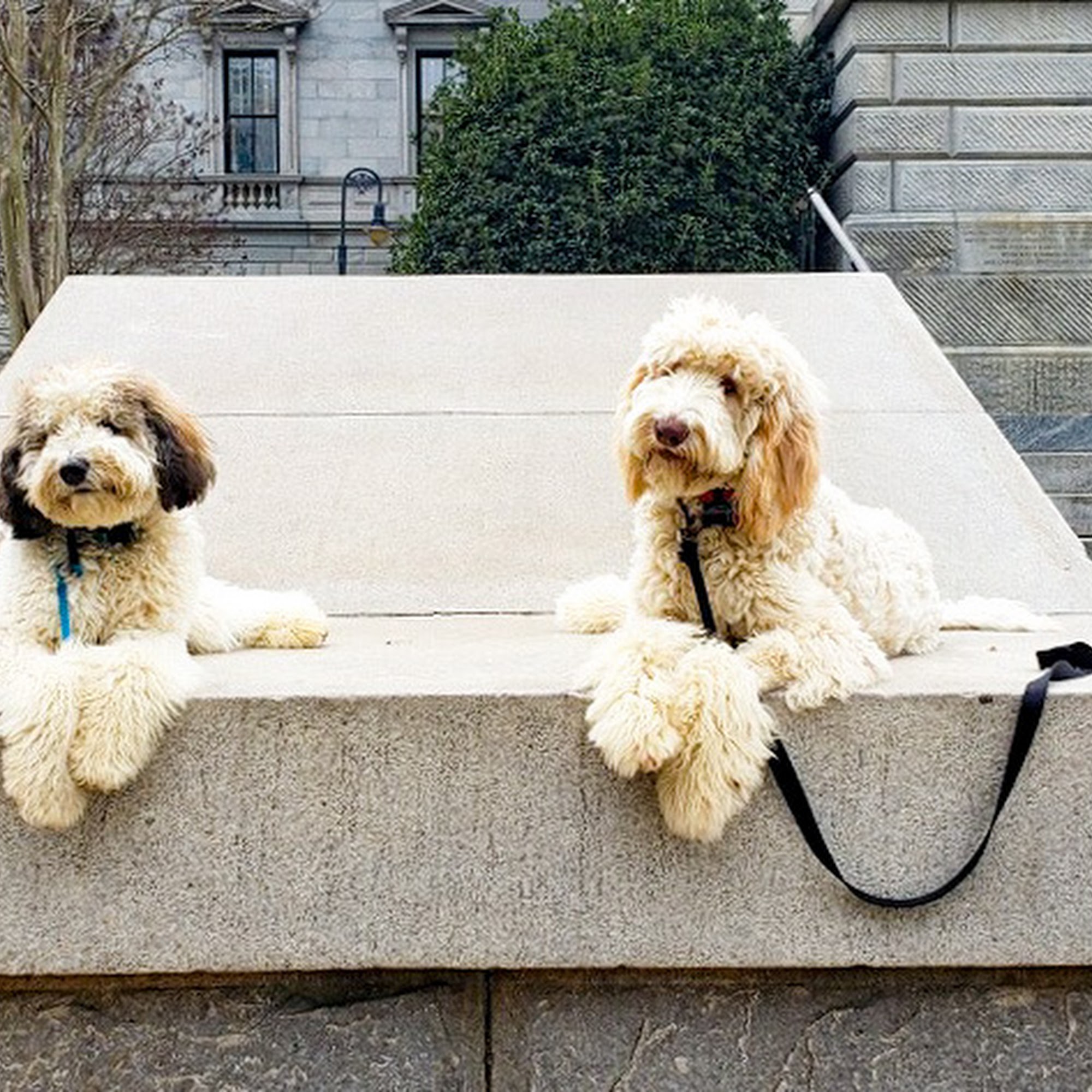 The Dog Wizard West Columbia