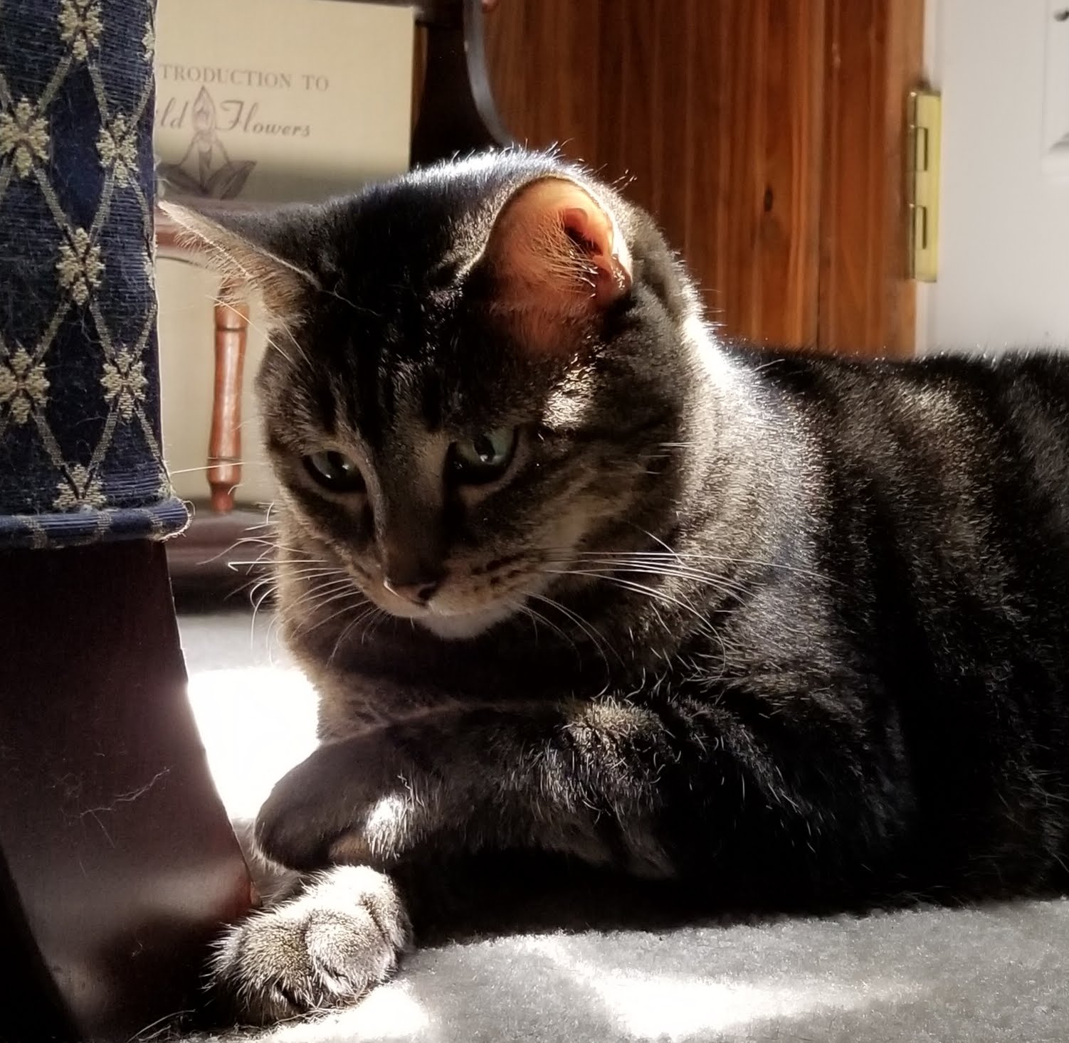 Barnwell Oaks Kennels West Columbia