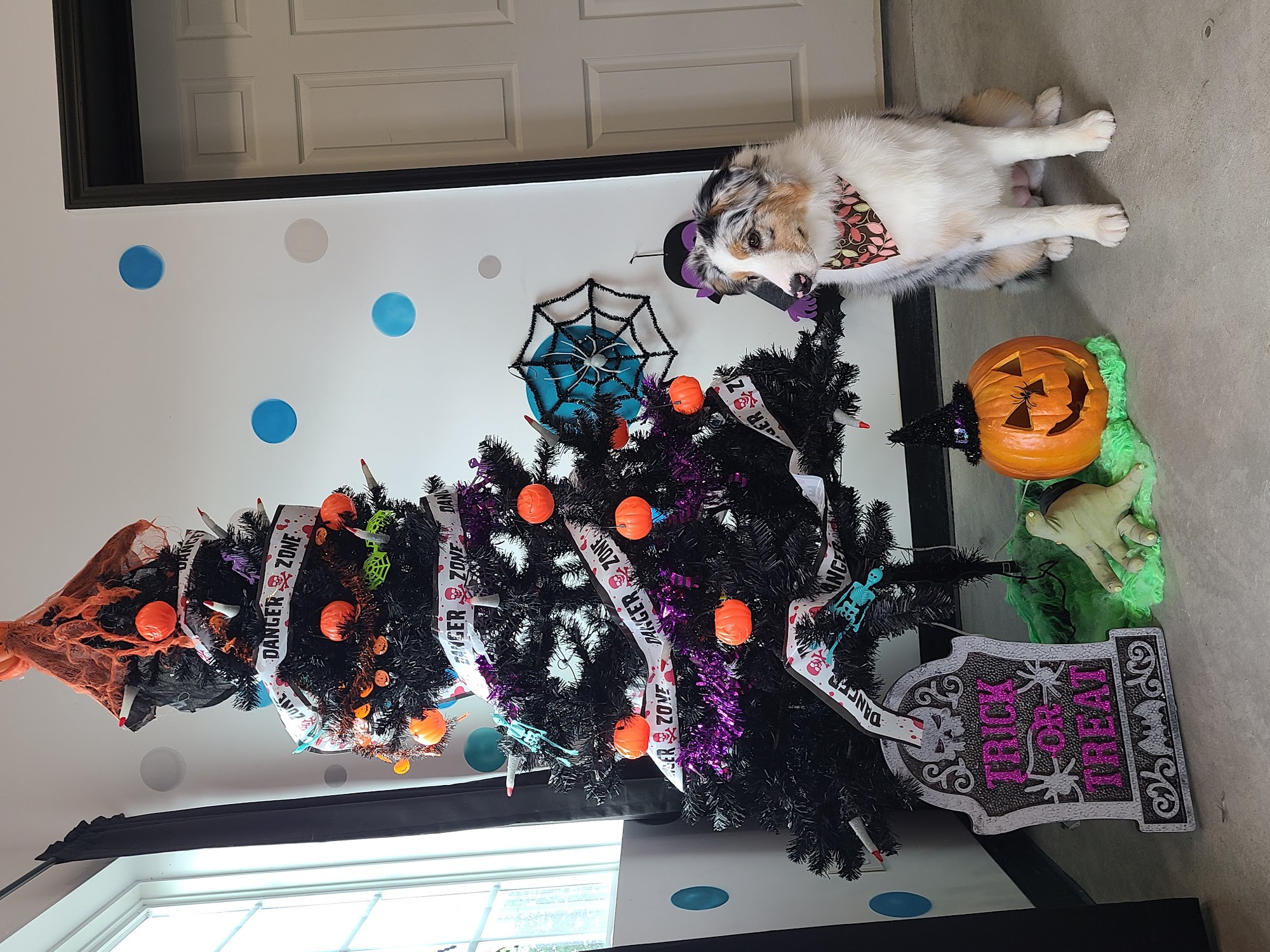 Wags to Whiskers West Columbia