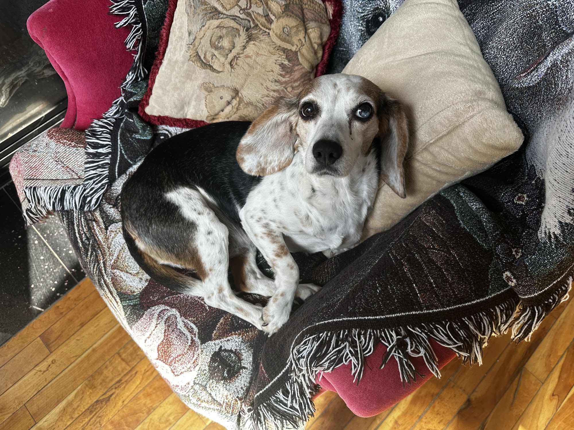 Final Victory Animal Rescue West Columbia