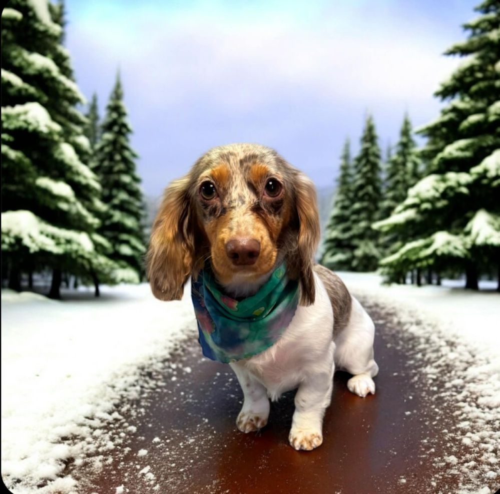 Shampoodles Pet Parlor Westminster