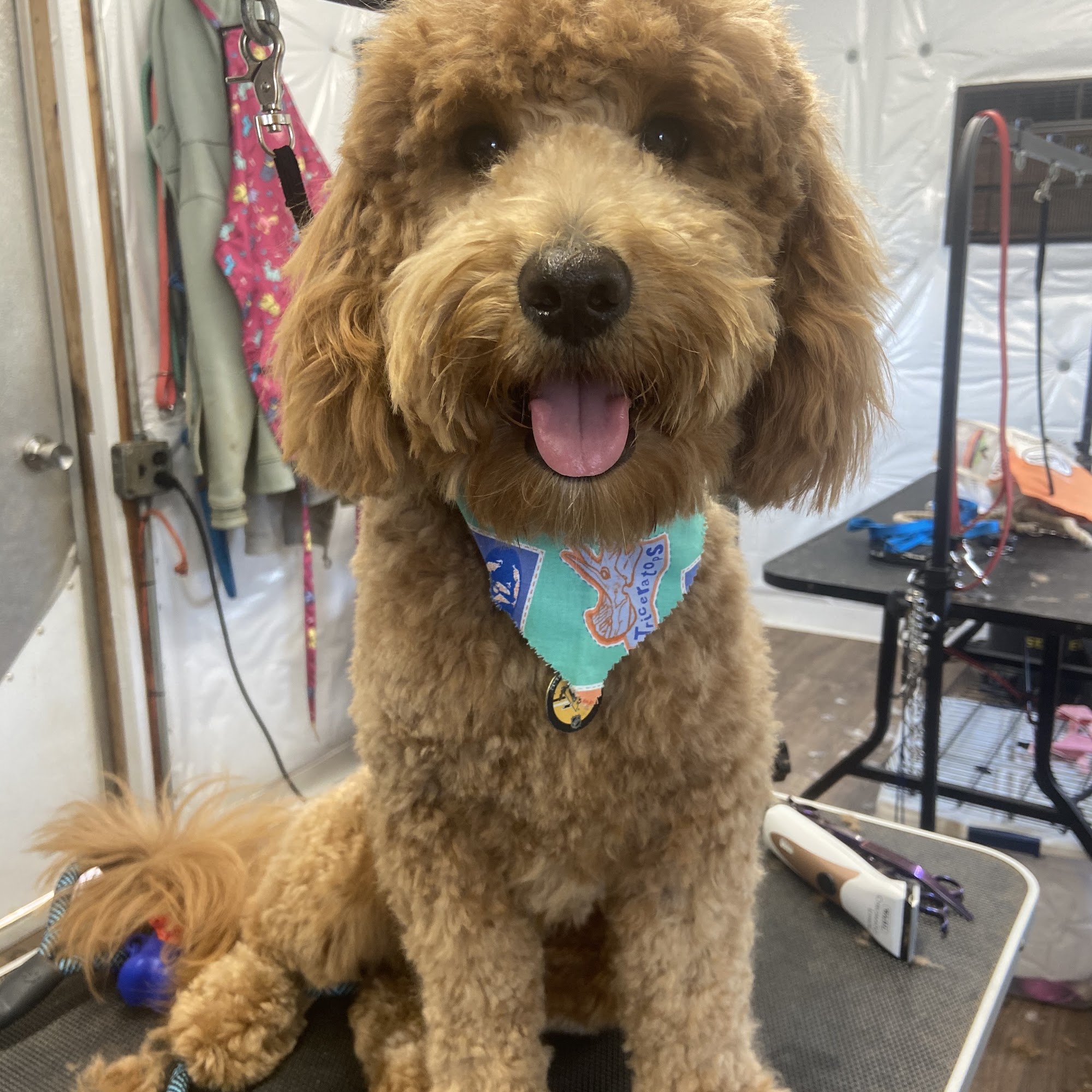 Unleashed Dog Salon Winnsboro