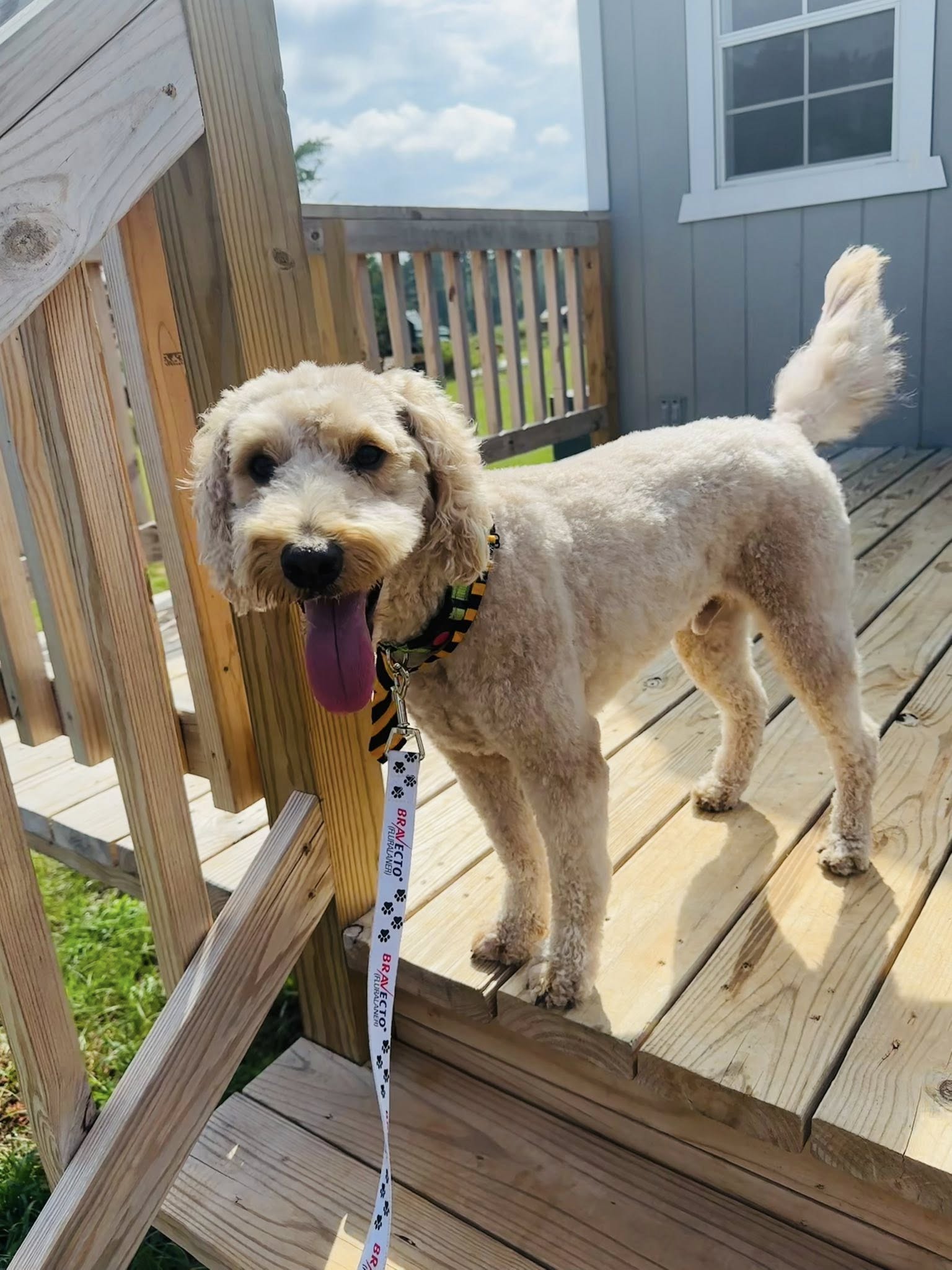 Unleashed Dog Salon Winnsboro