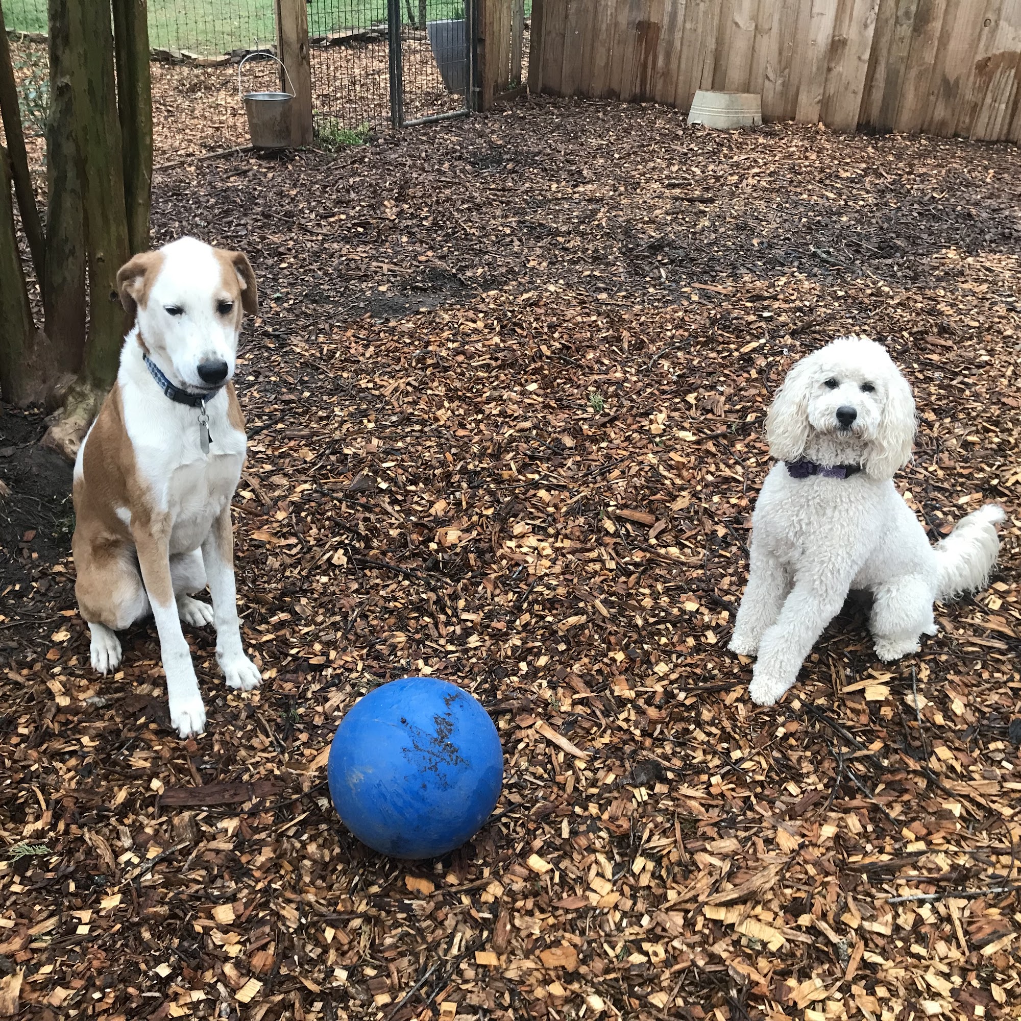 Personalized Pet Sitting Services & Dog Training Woodruff