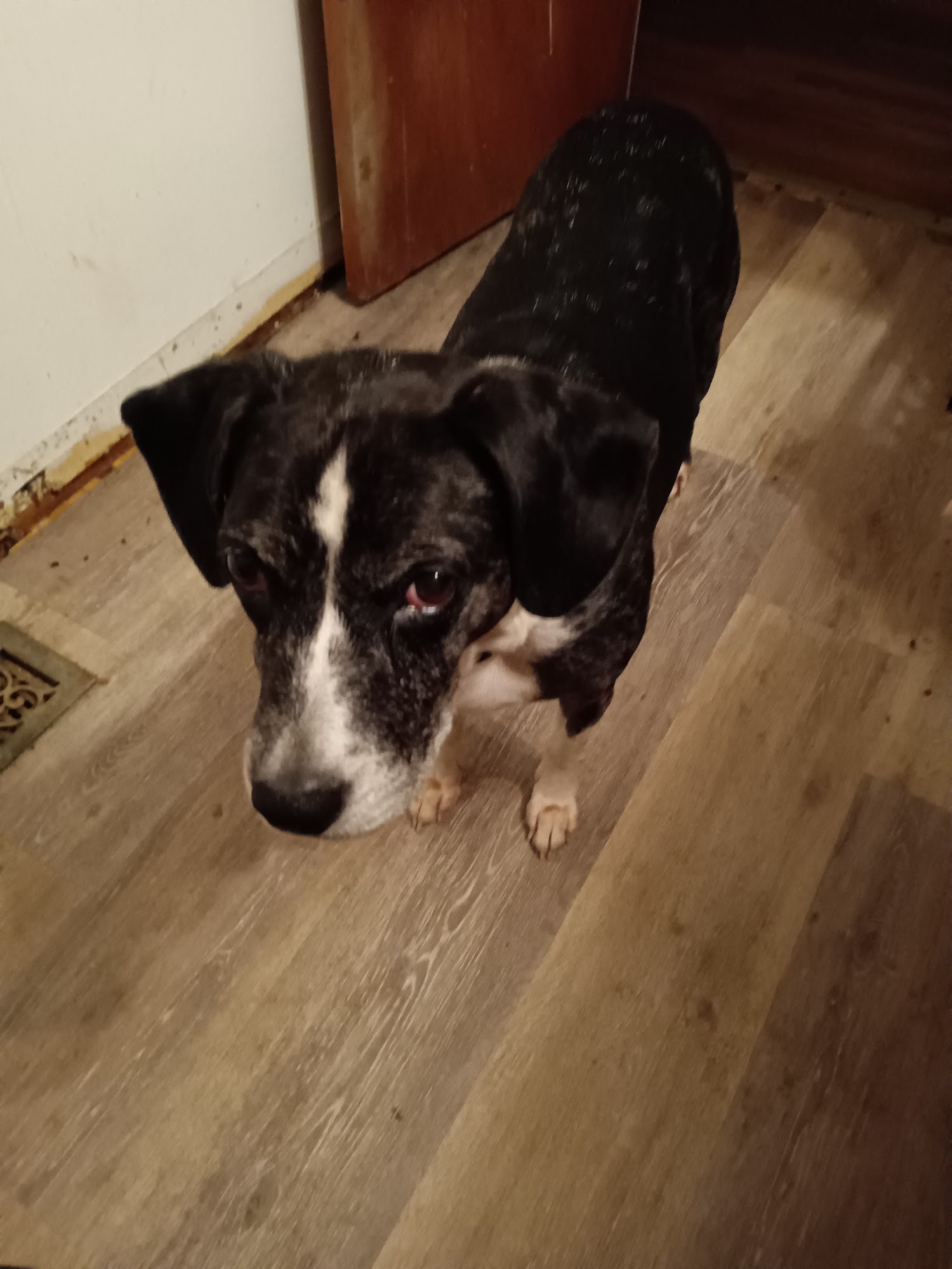 SOUTHERN CHARM ANIMAL HOSPITAL, LLC York