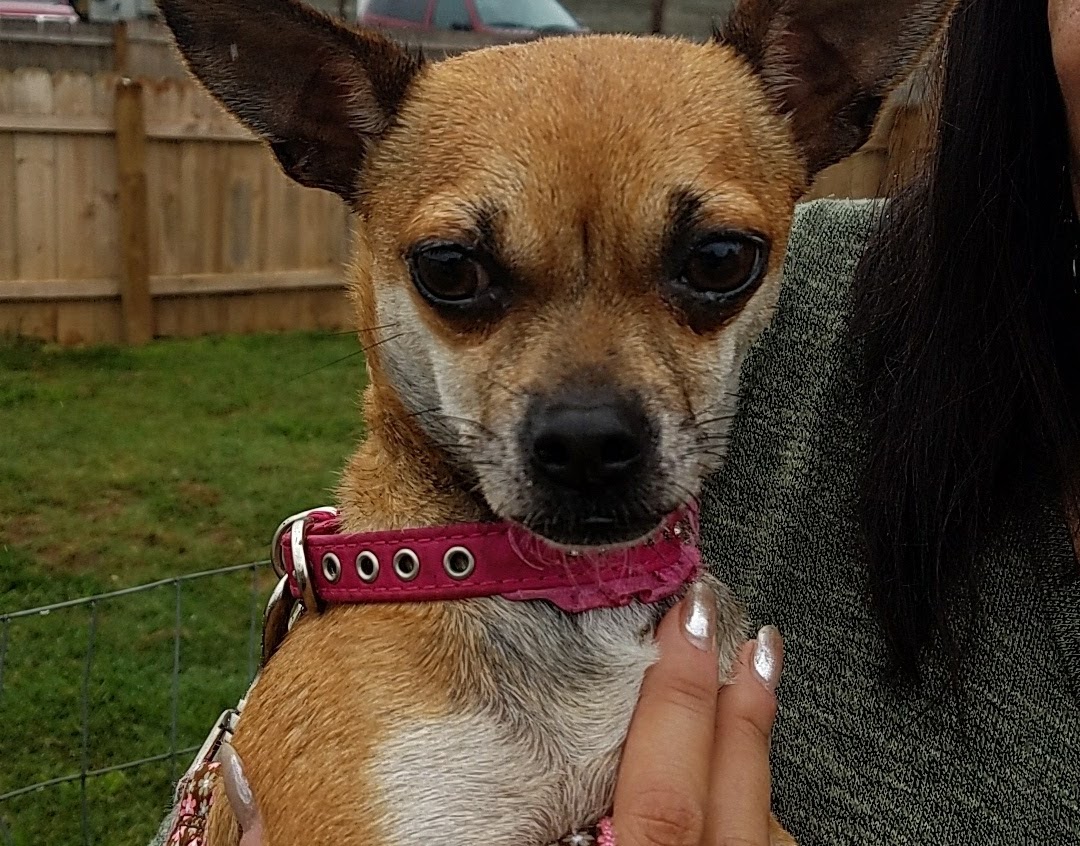 Chapman's Dachshund Rescue York