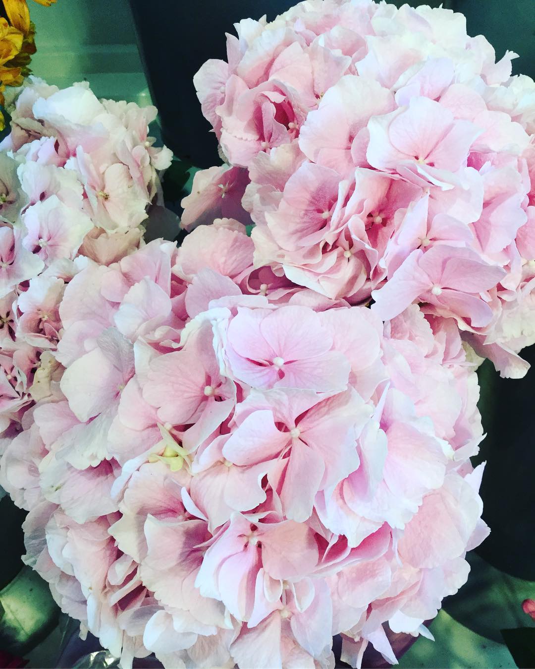 Eden creative florists