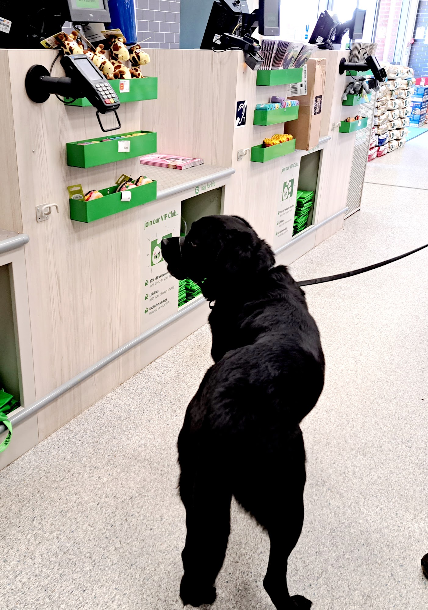 Pets at Home Ayr