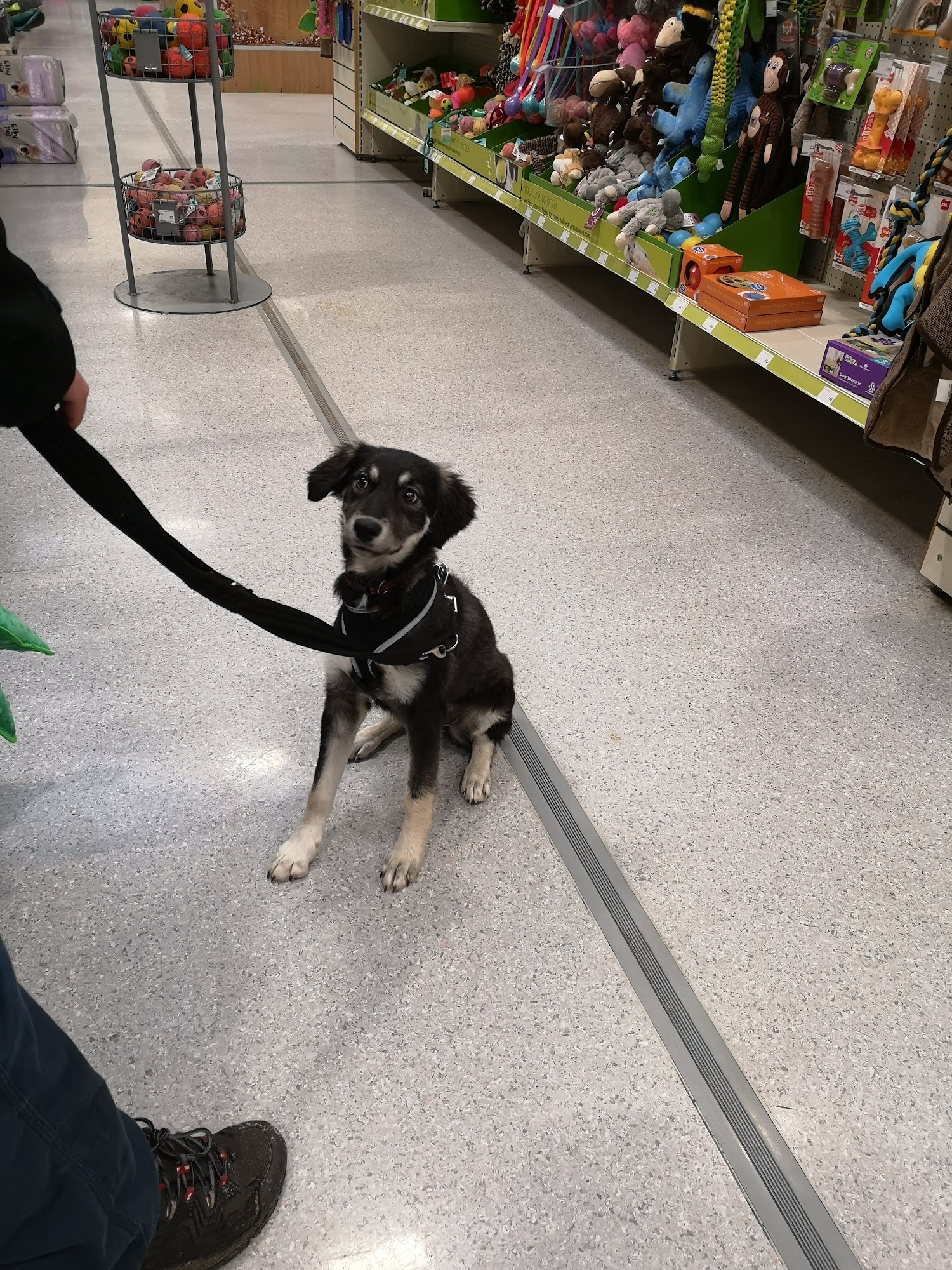 Pets at Home Elgin