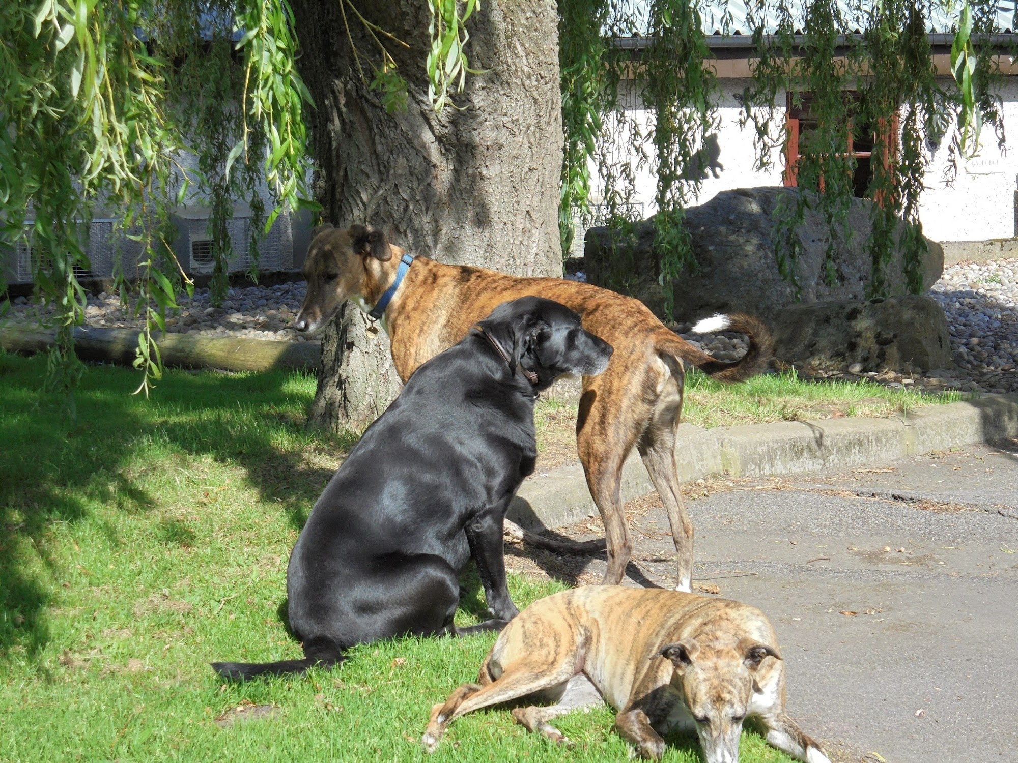 Brumley Brae Catlodge & Kennels