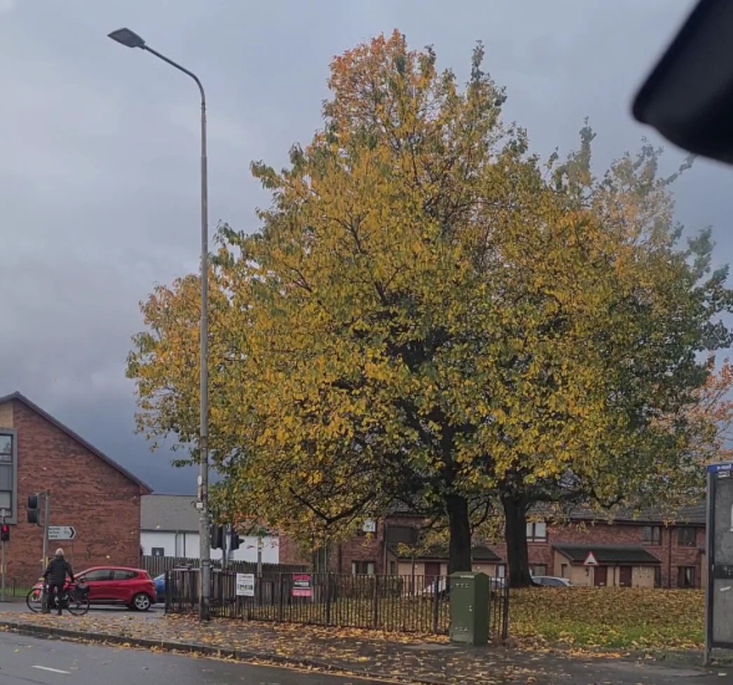 Chrissy's (Three In One) Menu