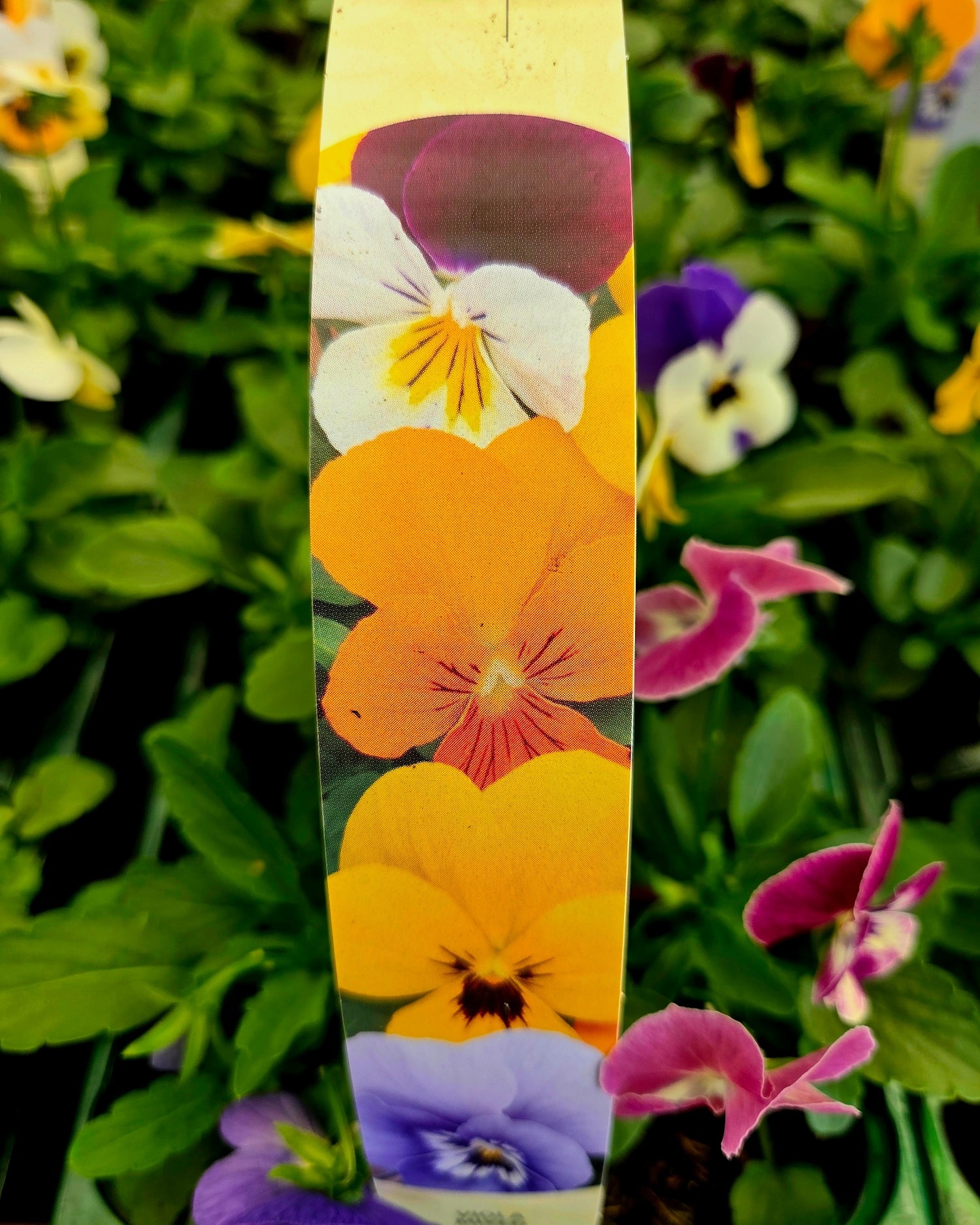 Cardwell Garden Centre