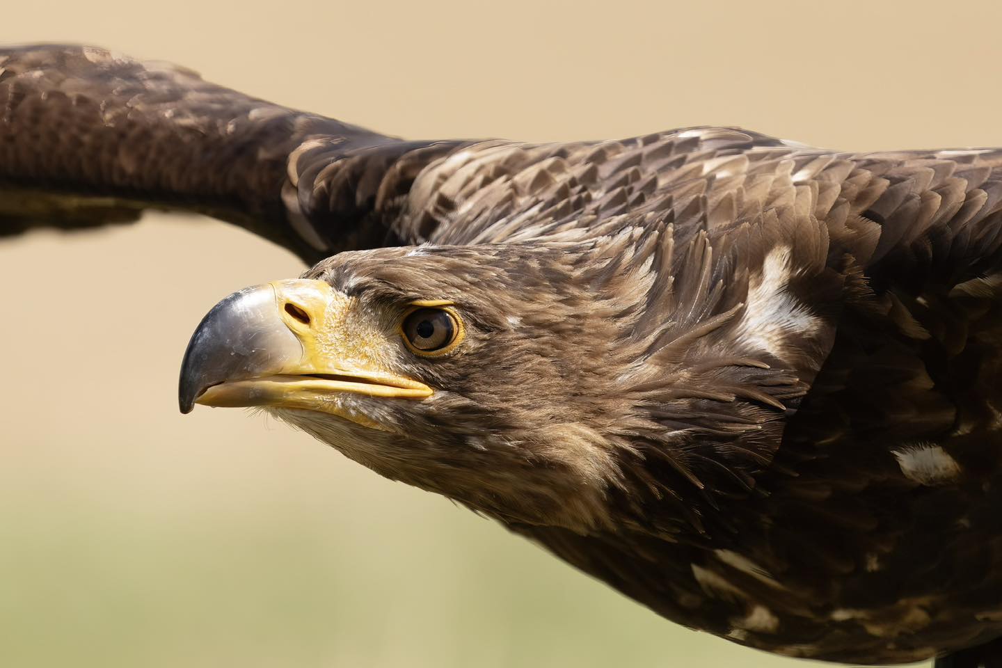 Elite Falconry