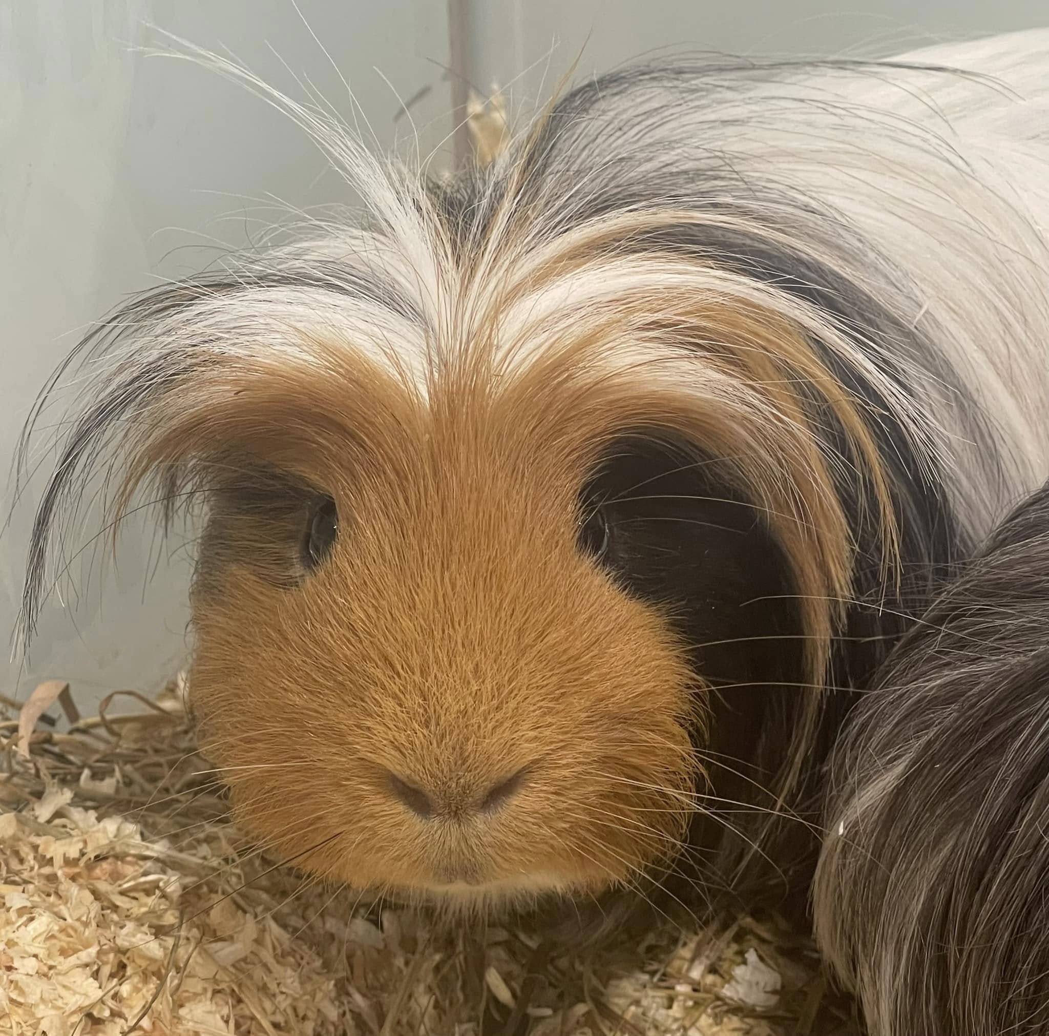 Pets at Home Perth