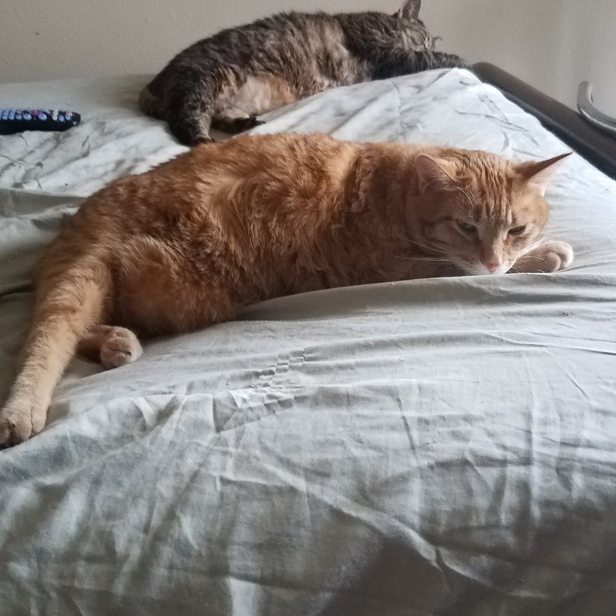 Cooper Animal Clinic Aberdeen