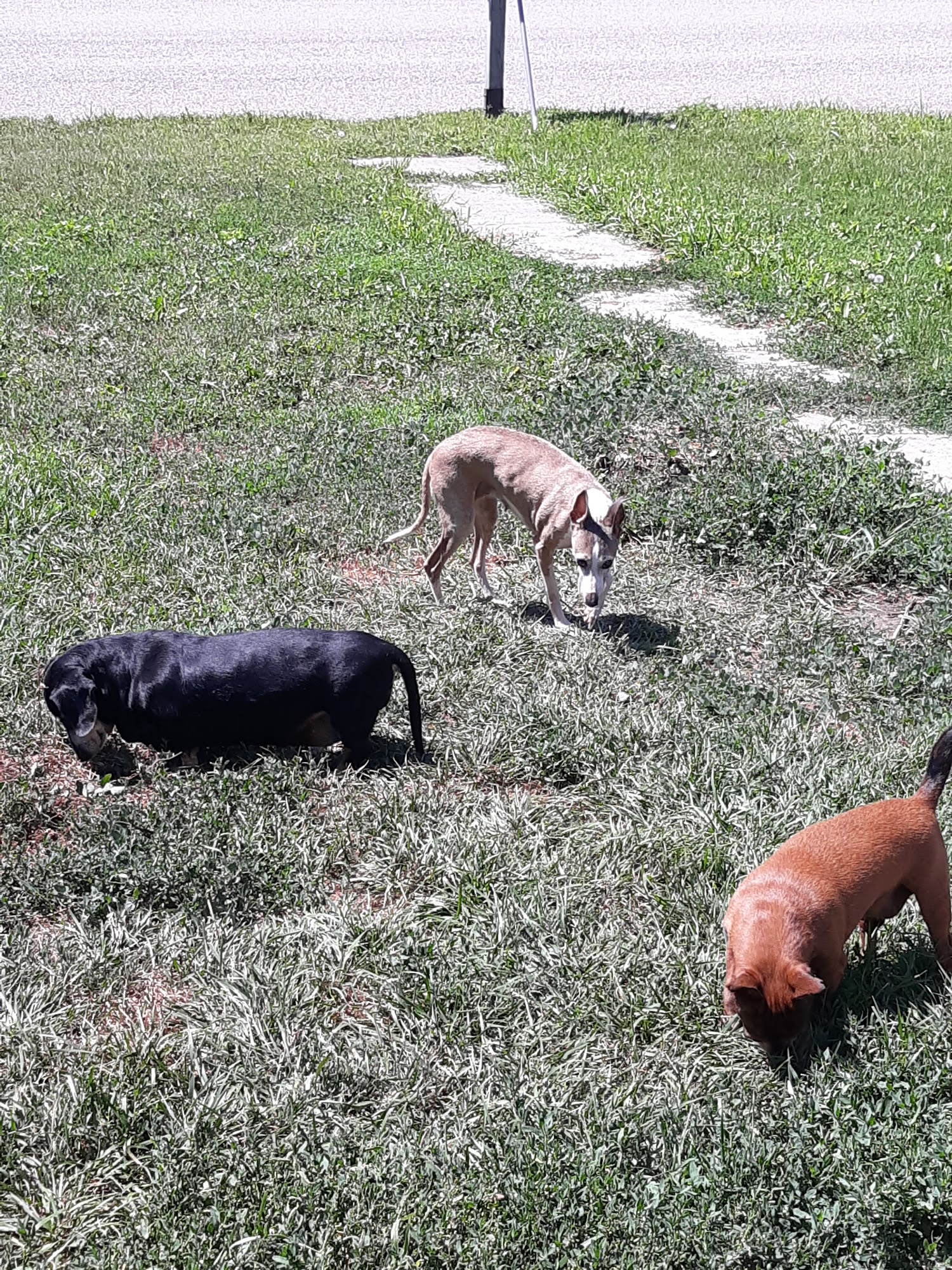 Cooper Animal Clinic Aberdeen