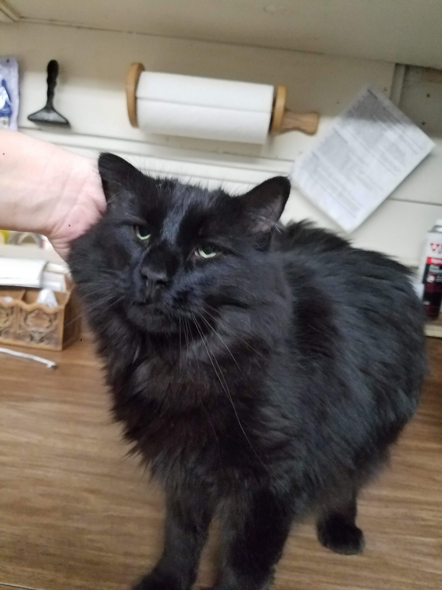 Animal Care Clinic Aberdeen