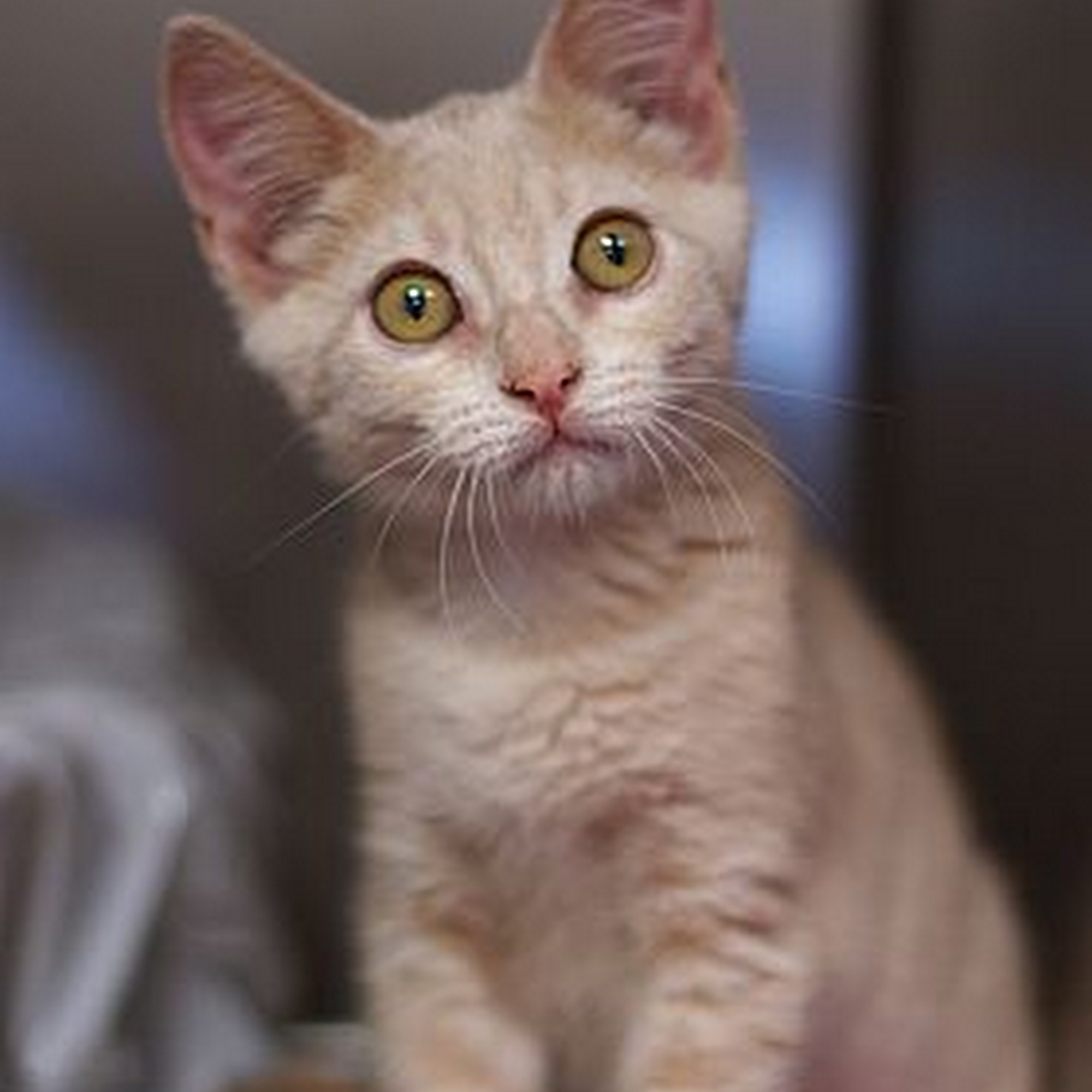 Tim's Veterinary Service Aberdeen