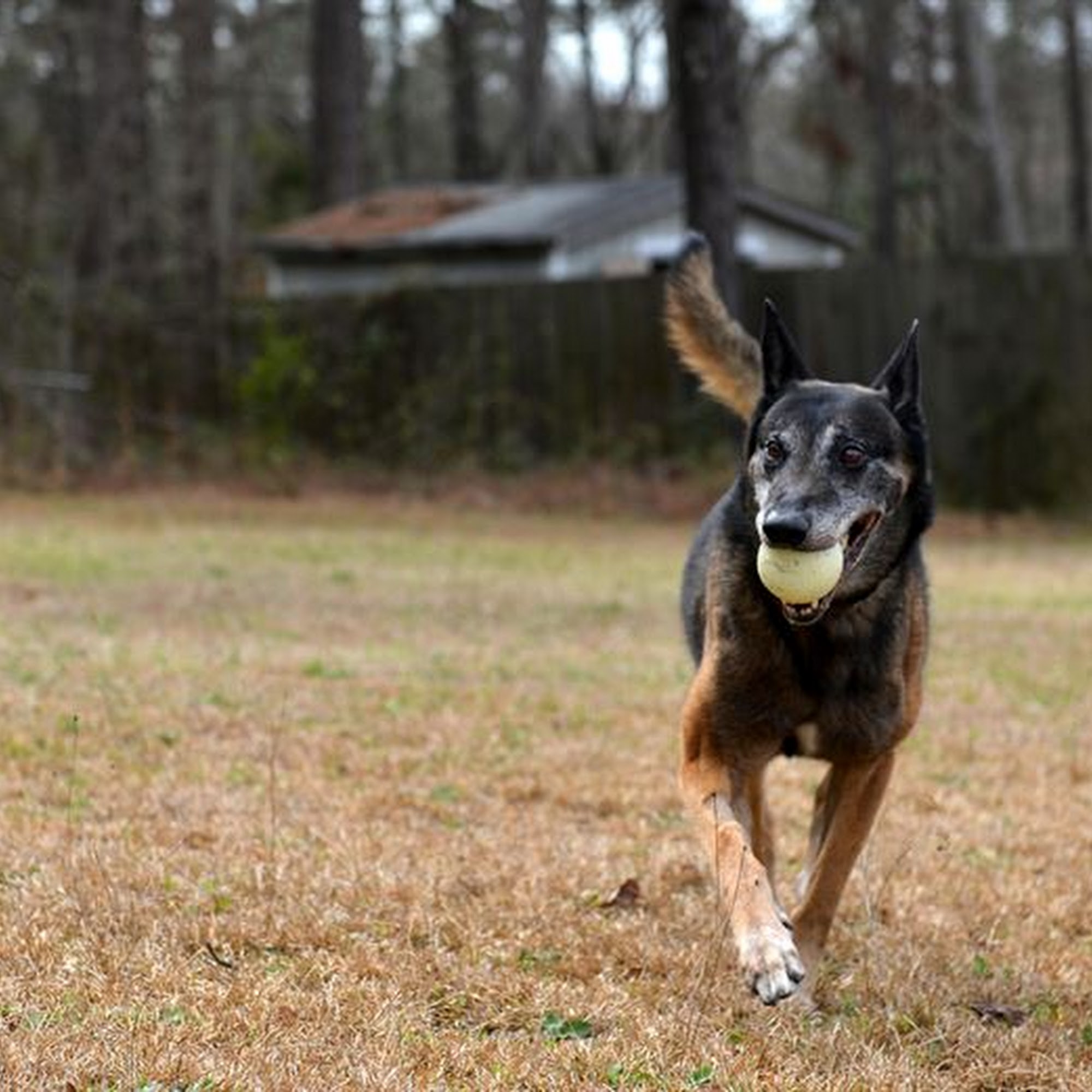 Dakota Kennels Aberdeen
