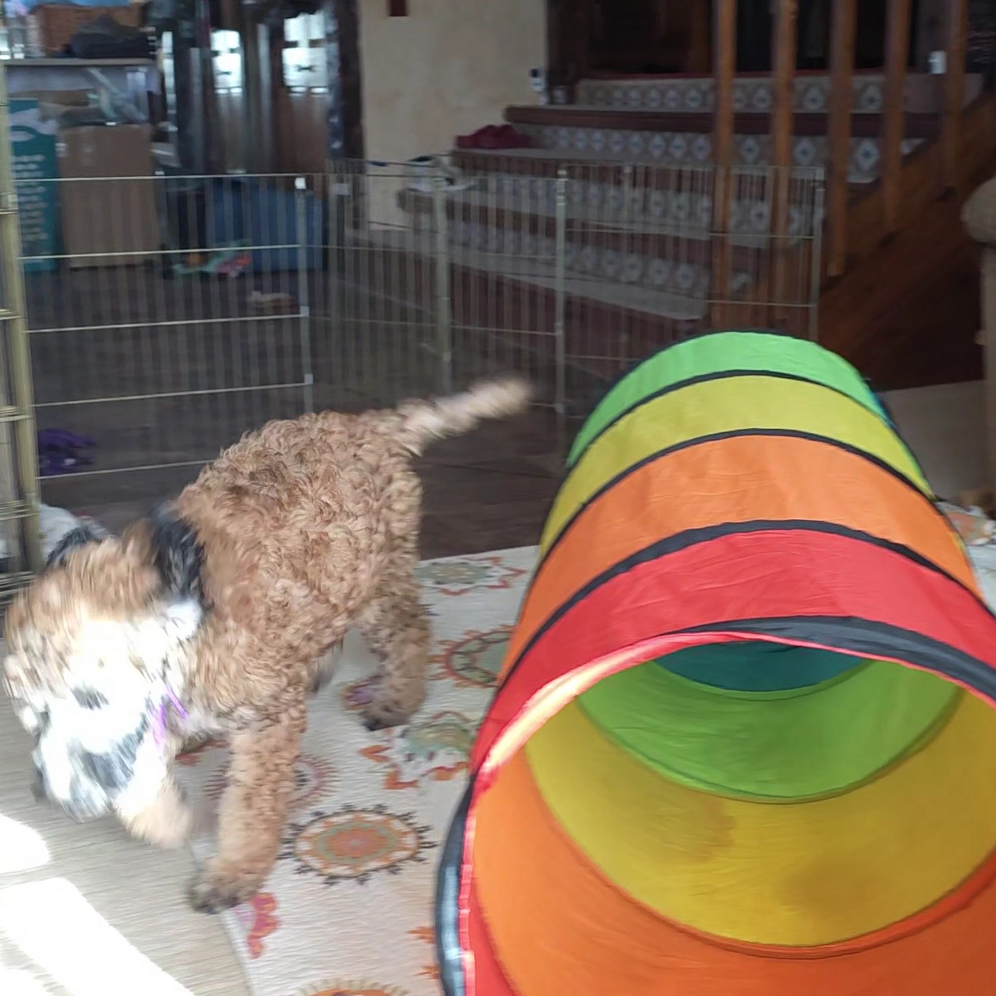 Bear's Fluffy Pups Grooming Belle Fourche