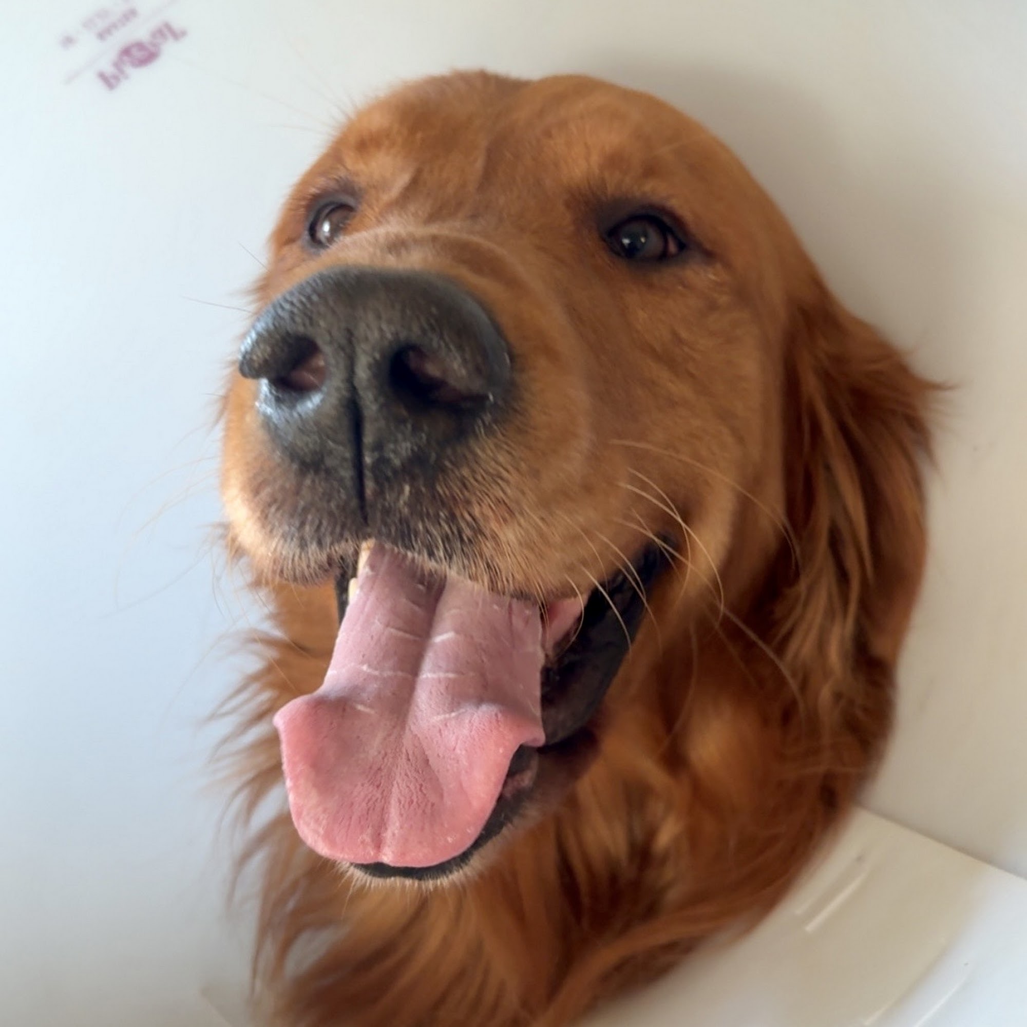 Horizon Pet Care Brandon