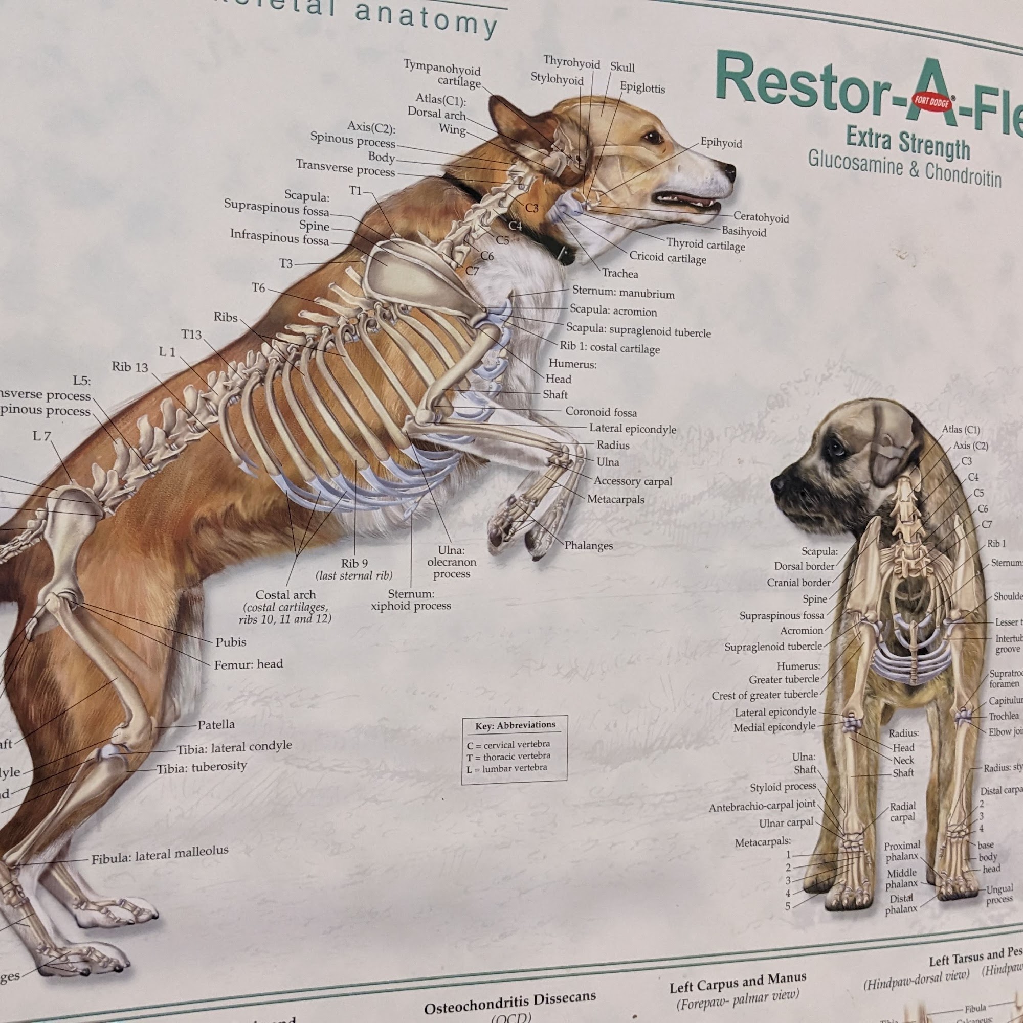 Brandon Valley Veterinary Clinic Brandon