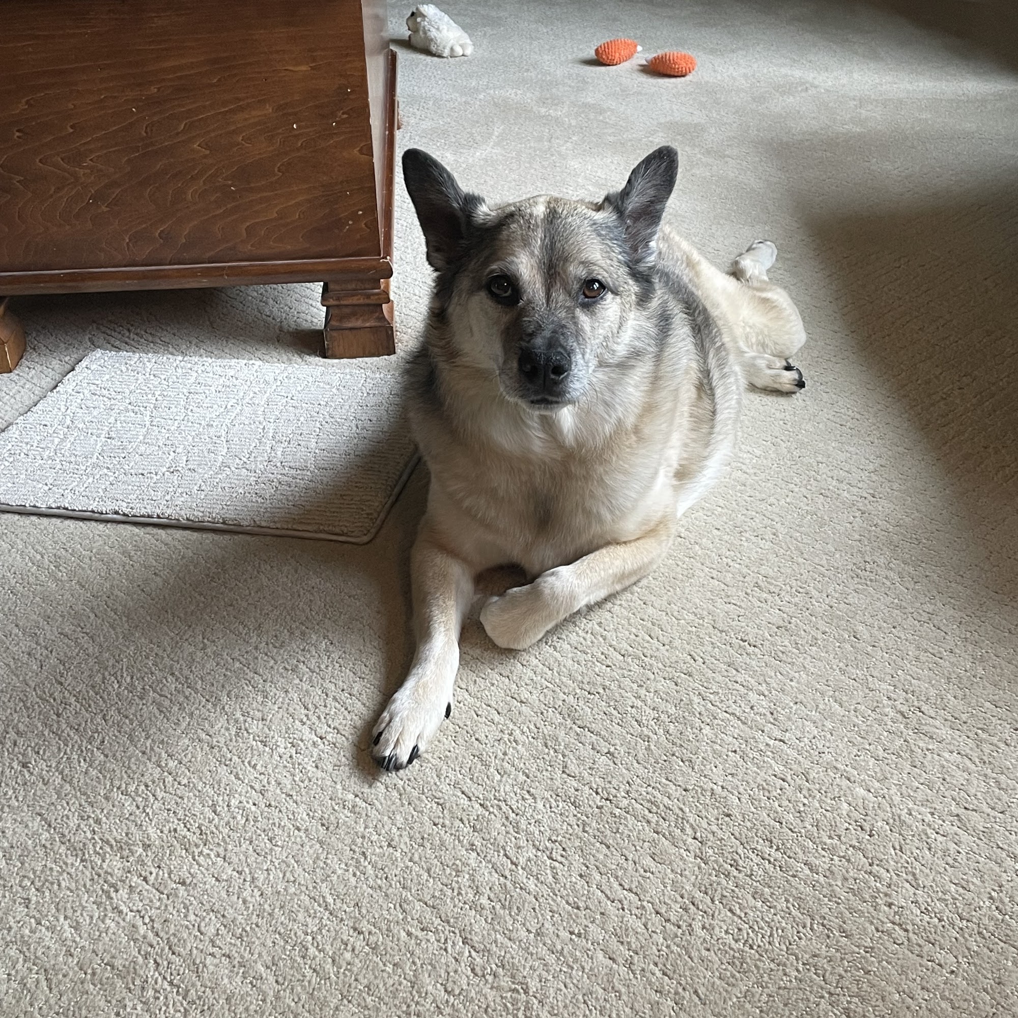 Heartland Veterinary Clinic Brookings