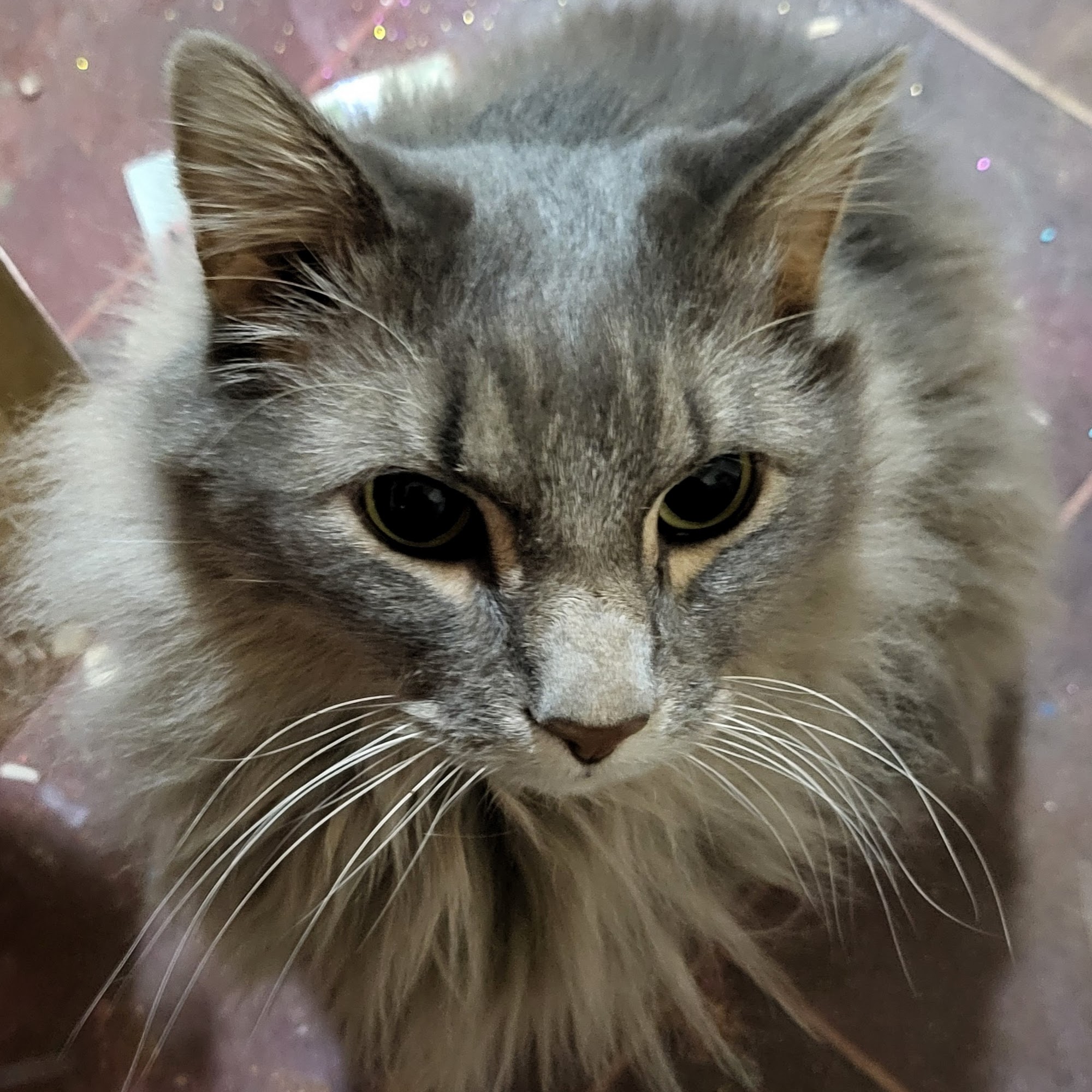 Big Sioux Veterinary Care Brookings