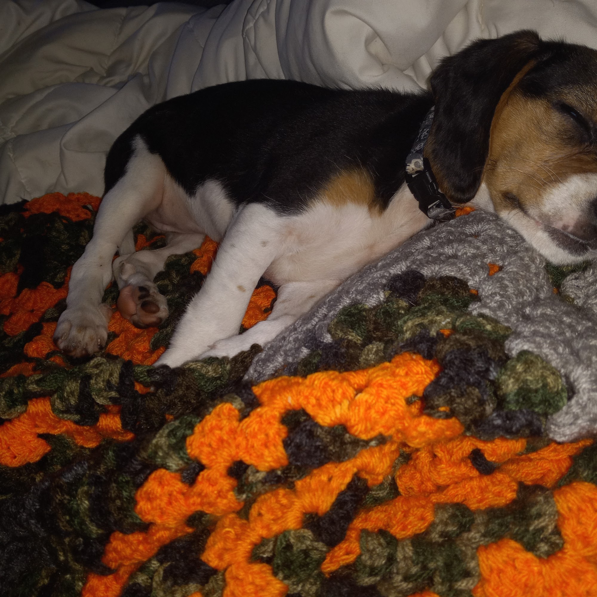 Brookings Animal Clinic Brookings