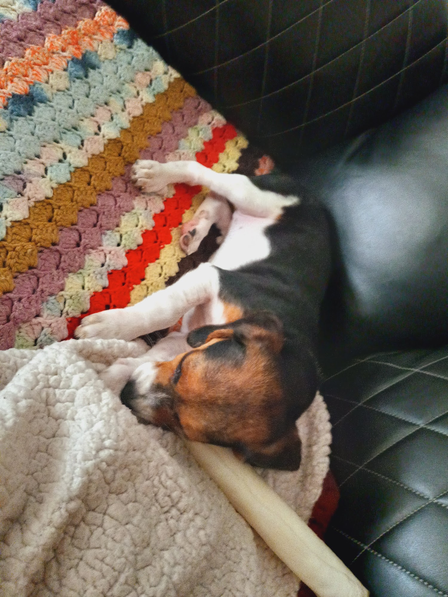 Brookings Animal Clinic Brookings