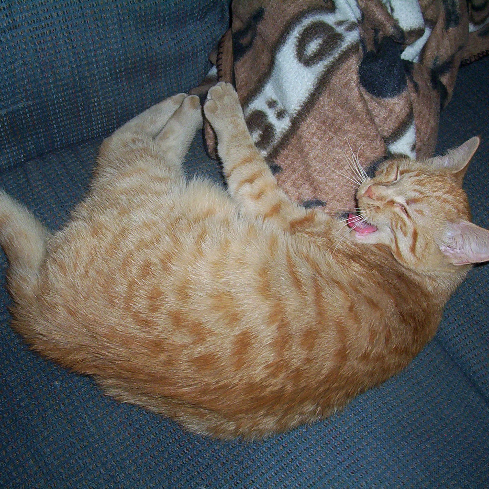 Companion Animal Clinic Canton