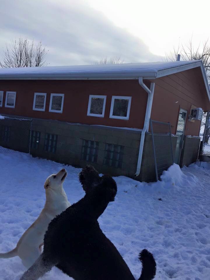 Precious Pets Country Resort Canton